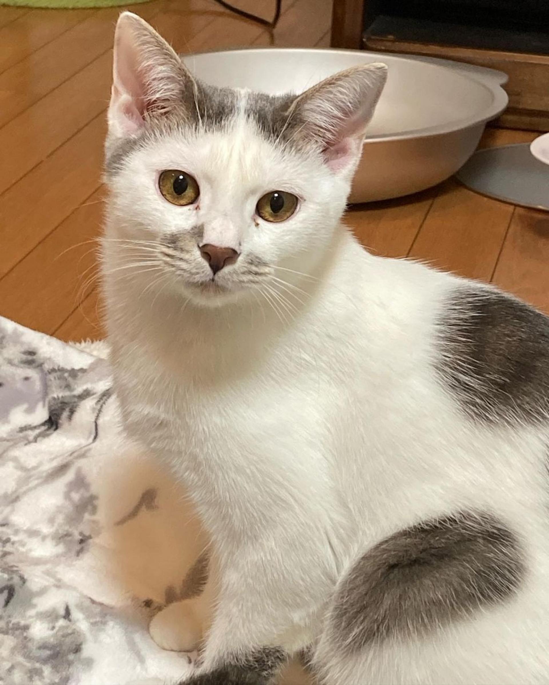 pet-image-2