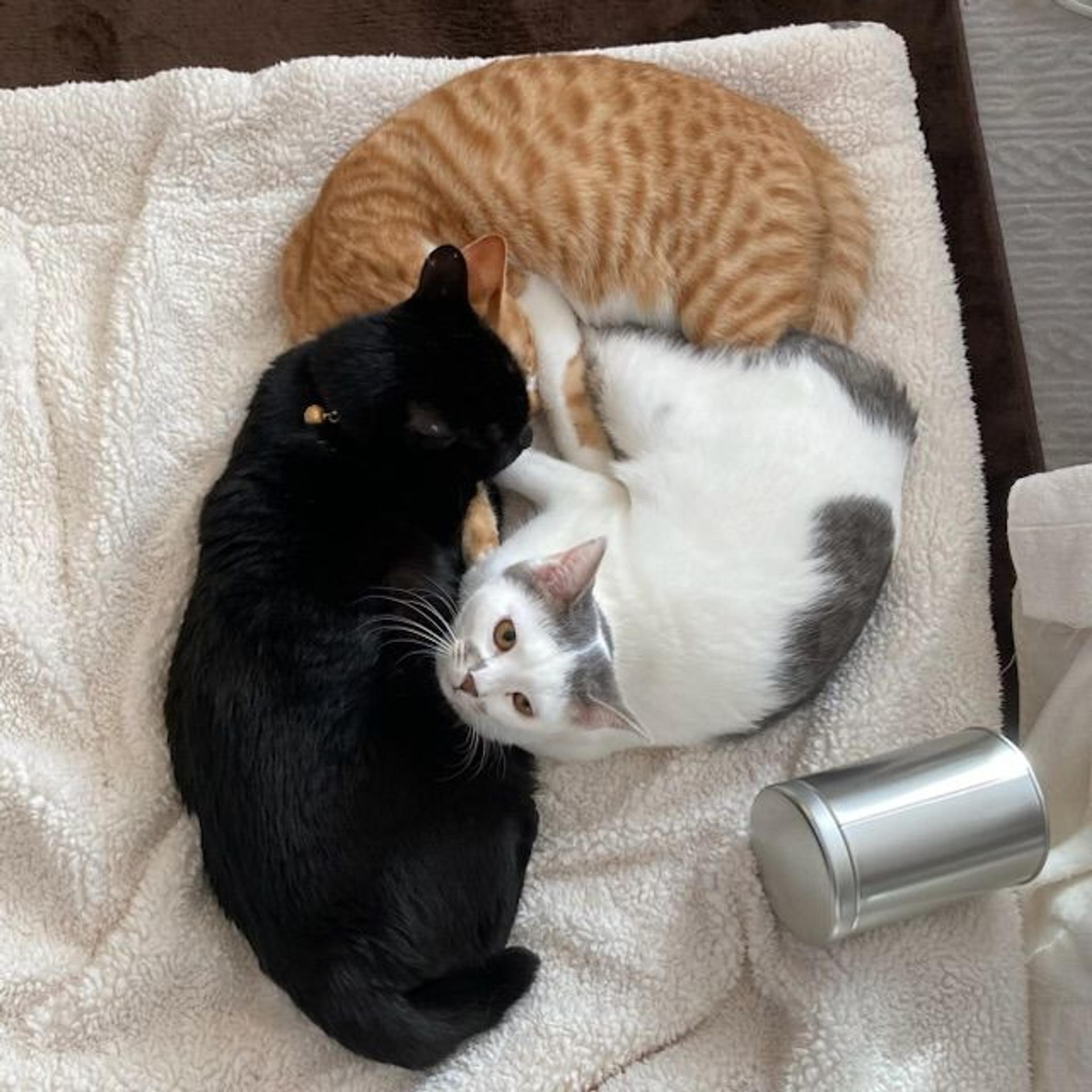 pet-image-5