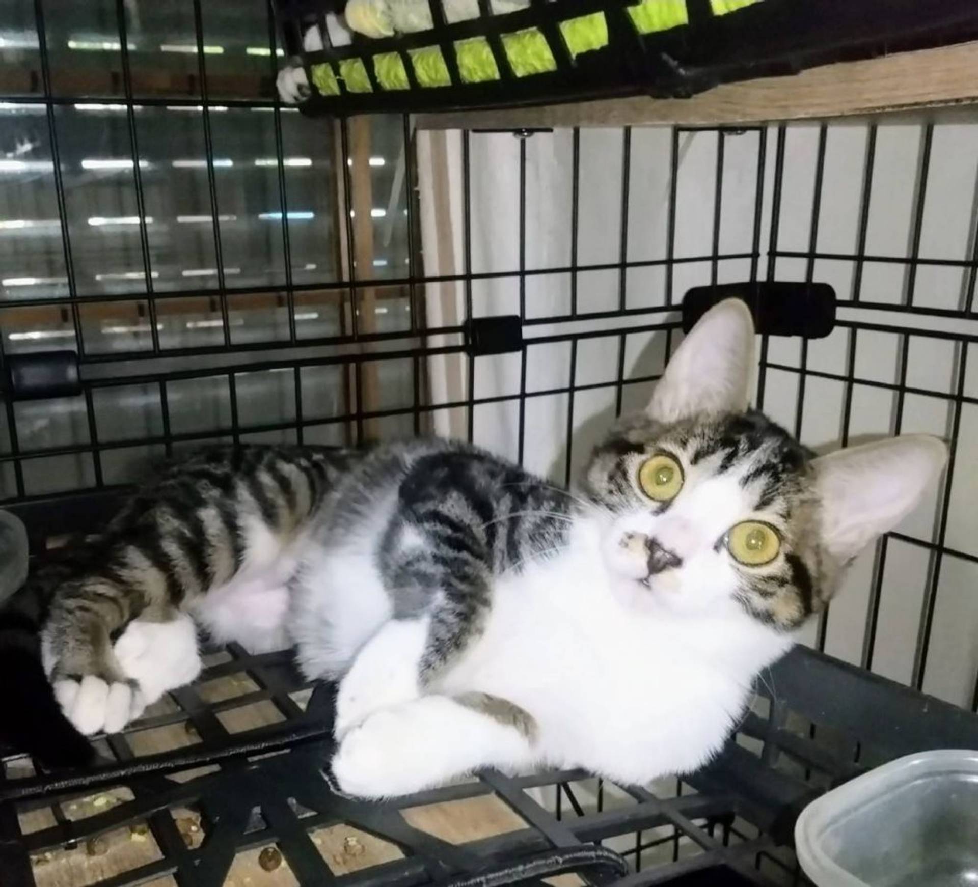 雑種（ミックス猫）・メスの里親募集の写真