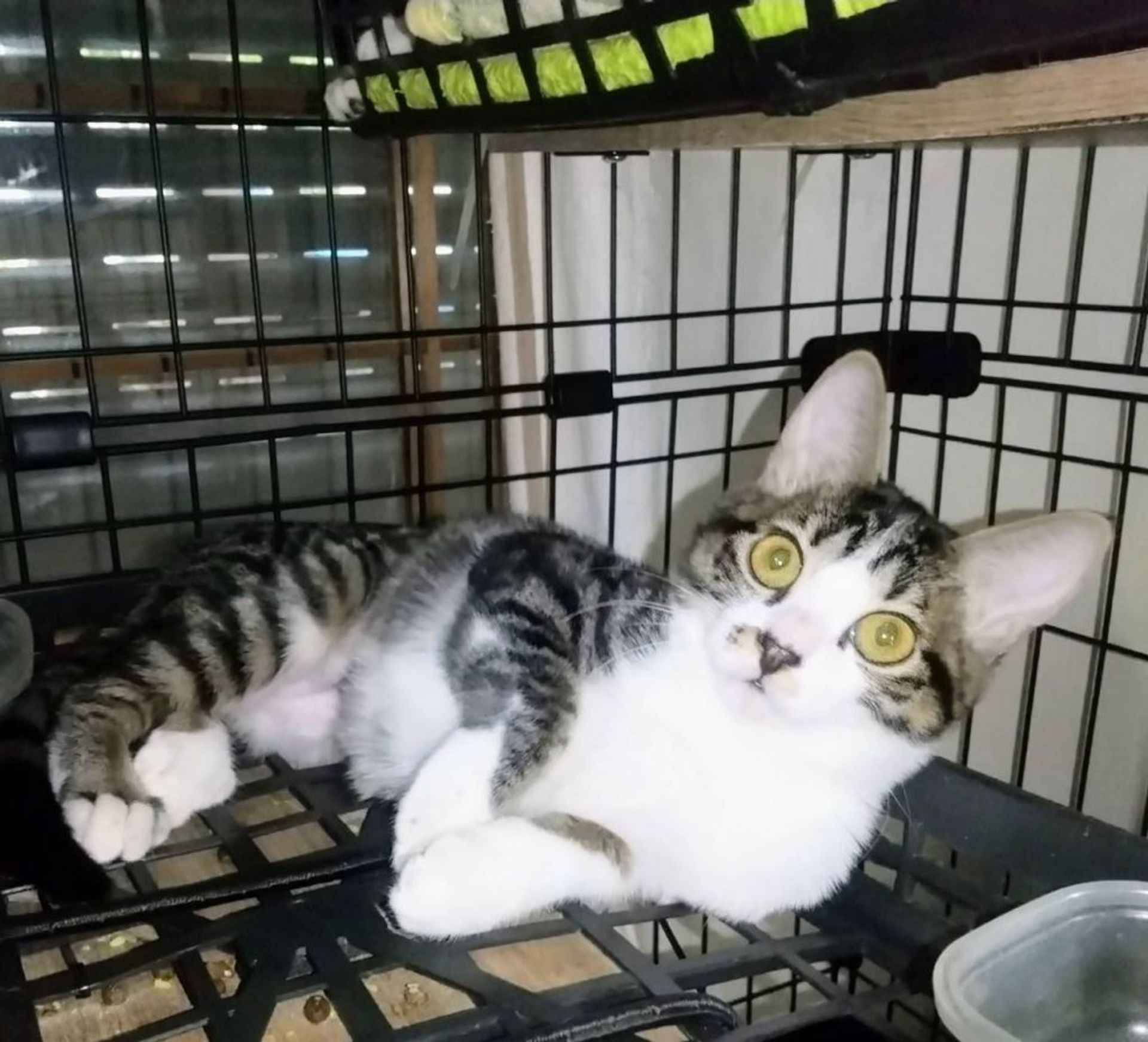 雑種（ミックス猫）・メスの里親募集の写真