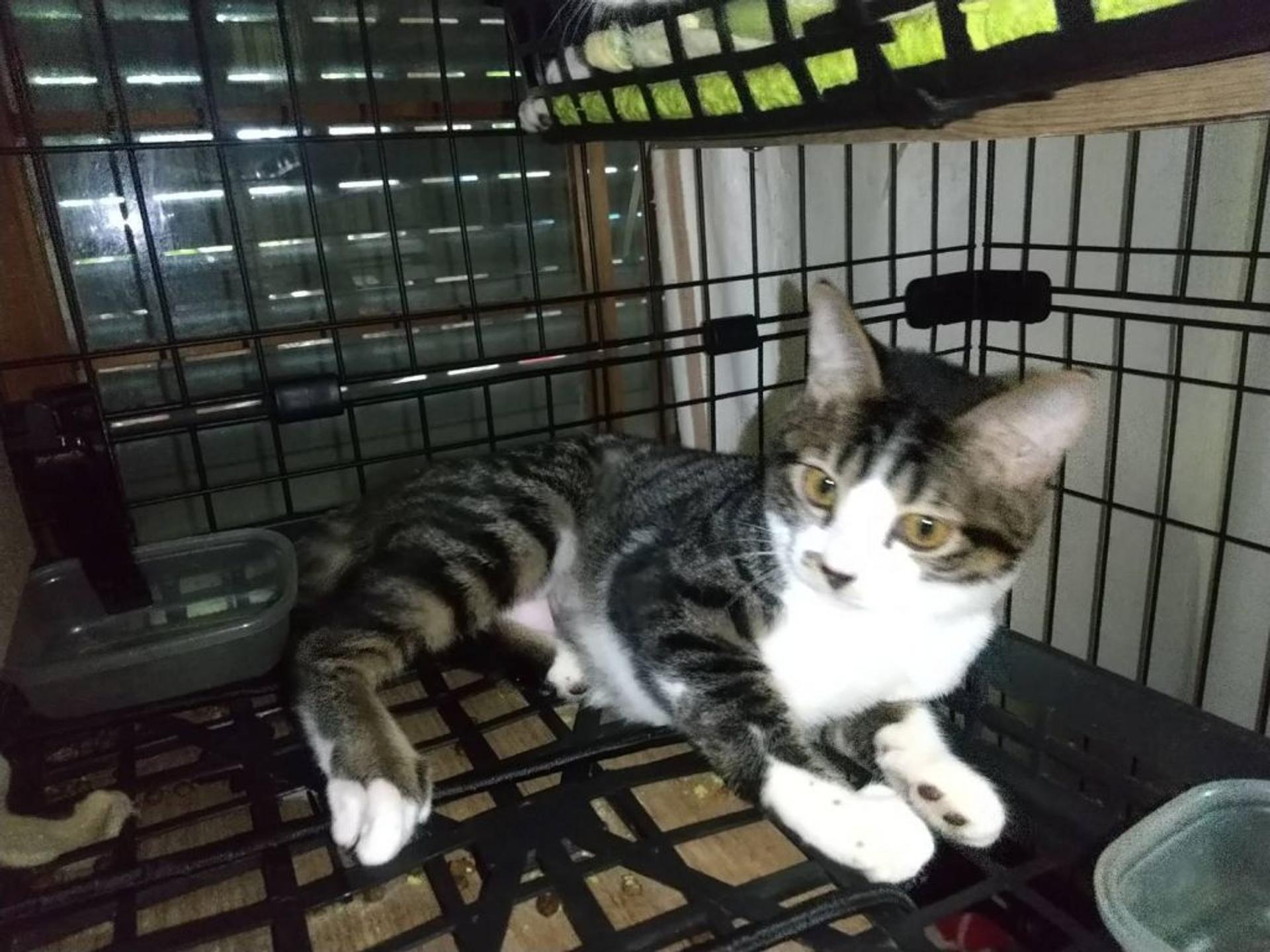 pet-image-2