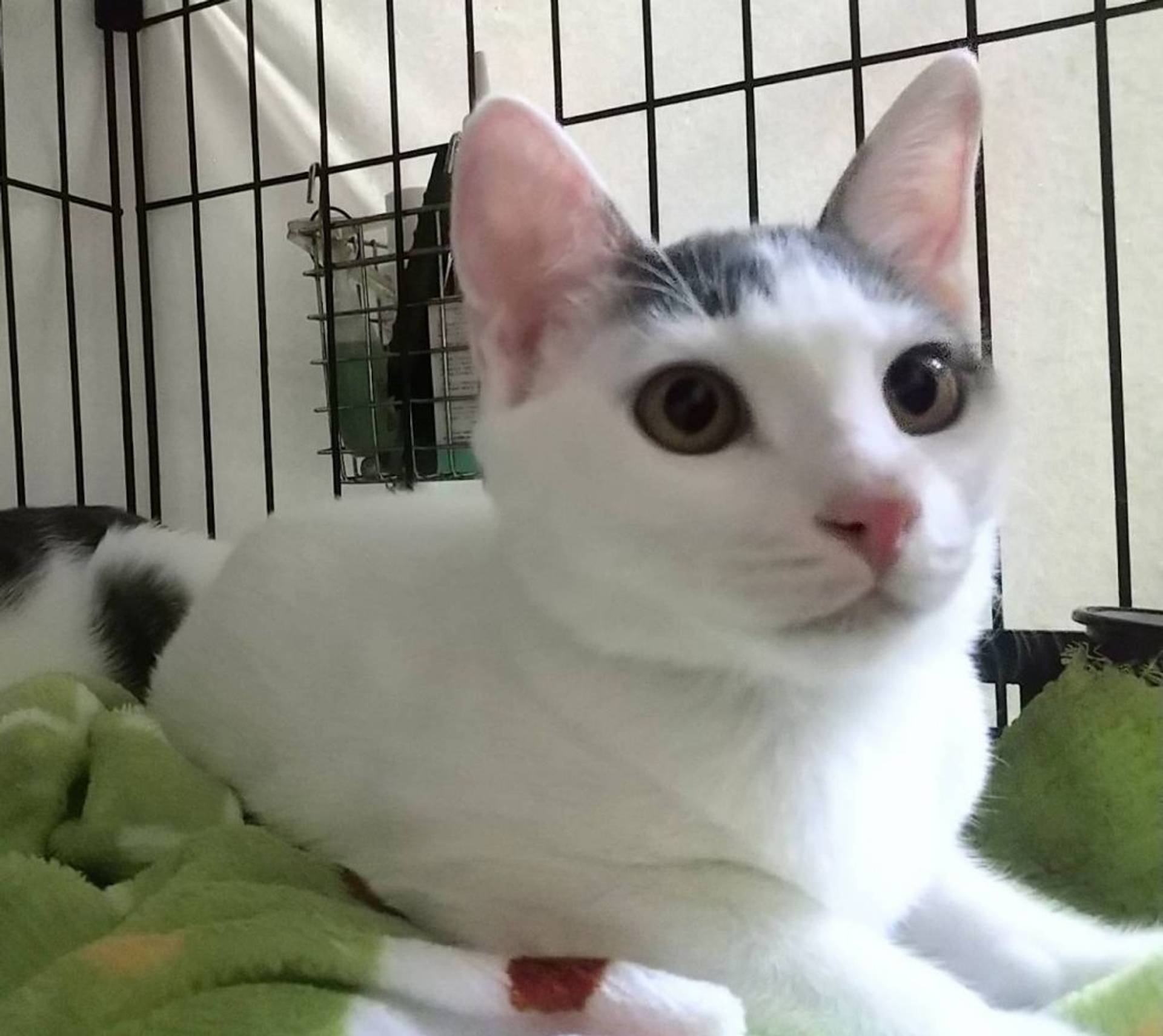 雑種（ミックス猫）・オスの里親募集の写真