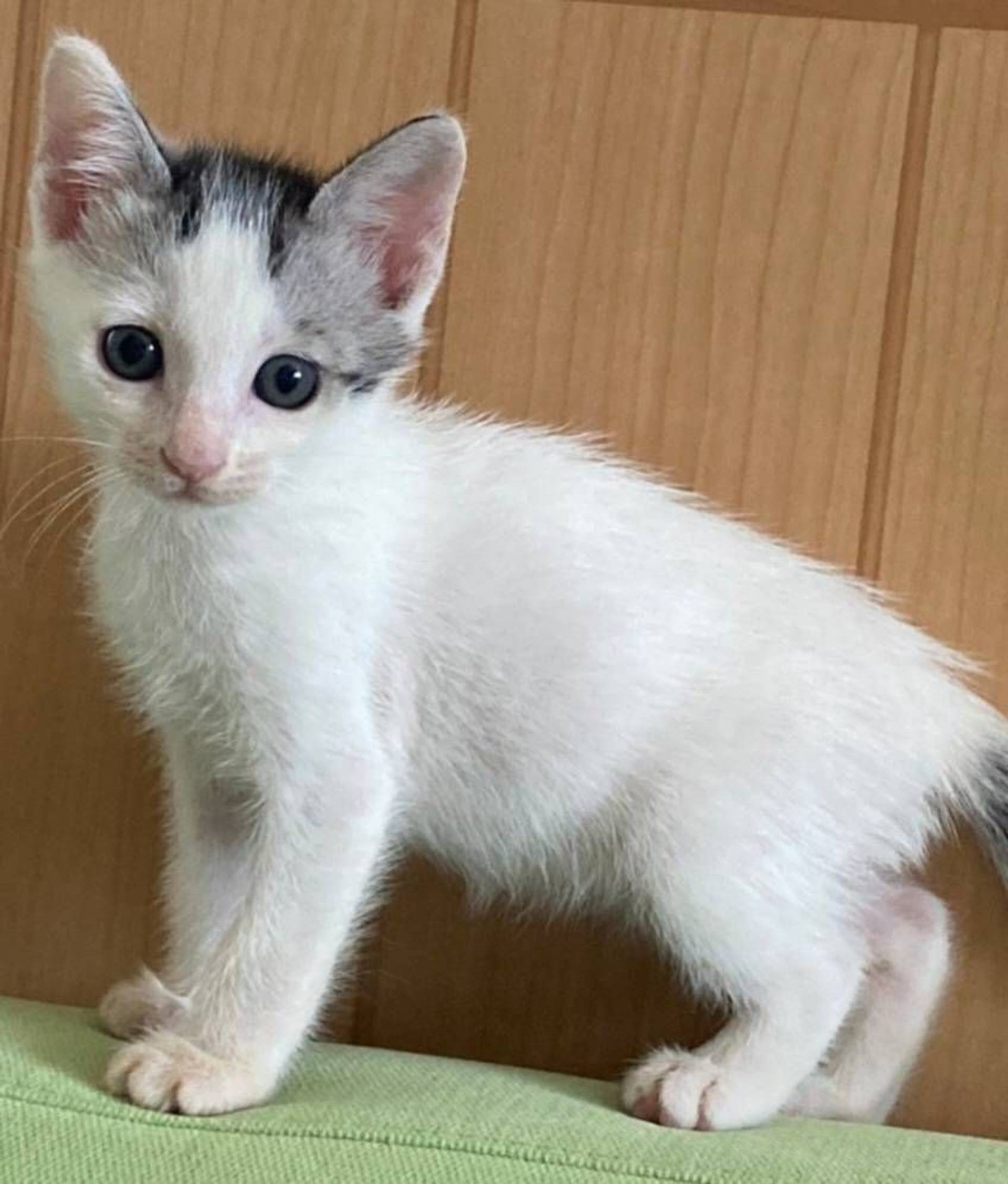 雑種（ミックス猫）・オスの里親募集の写真