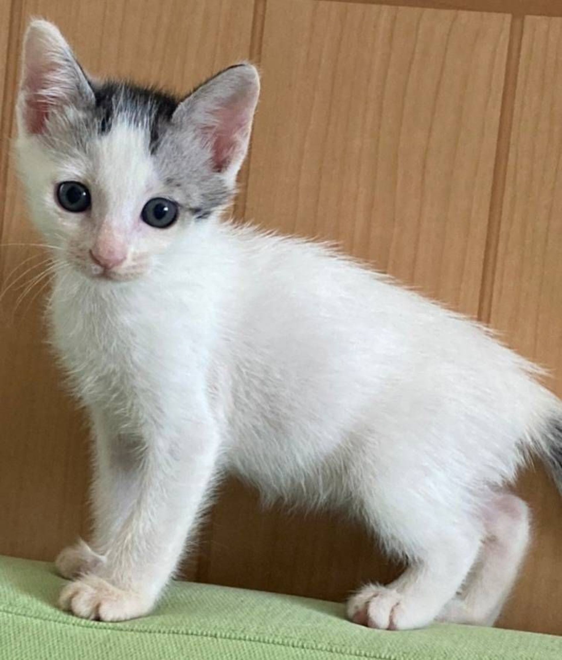 雑種（ミックス猫）・オスの里親募集の写真