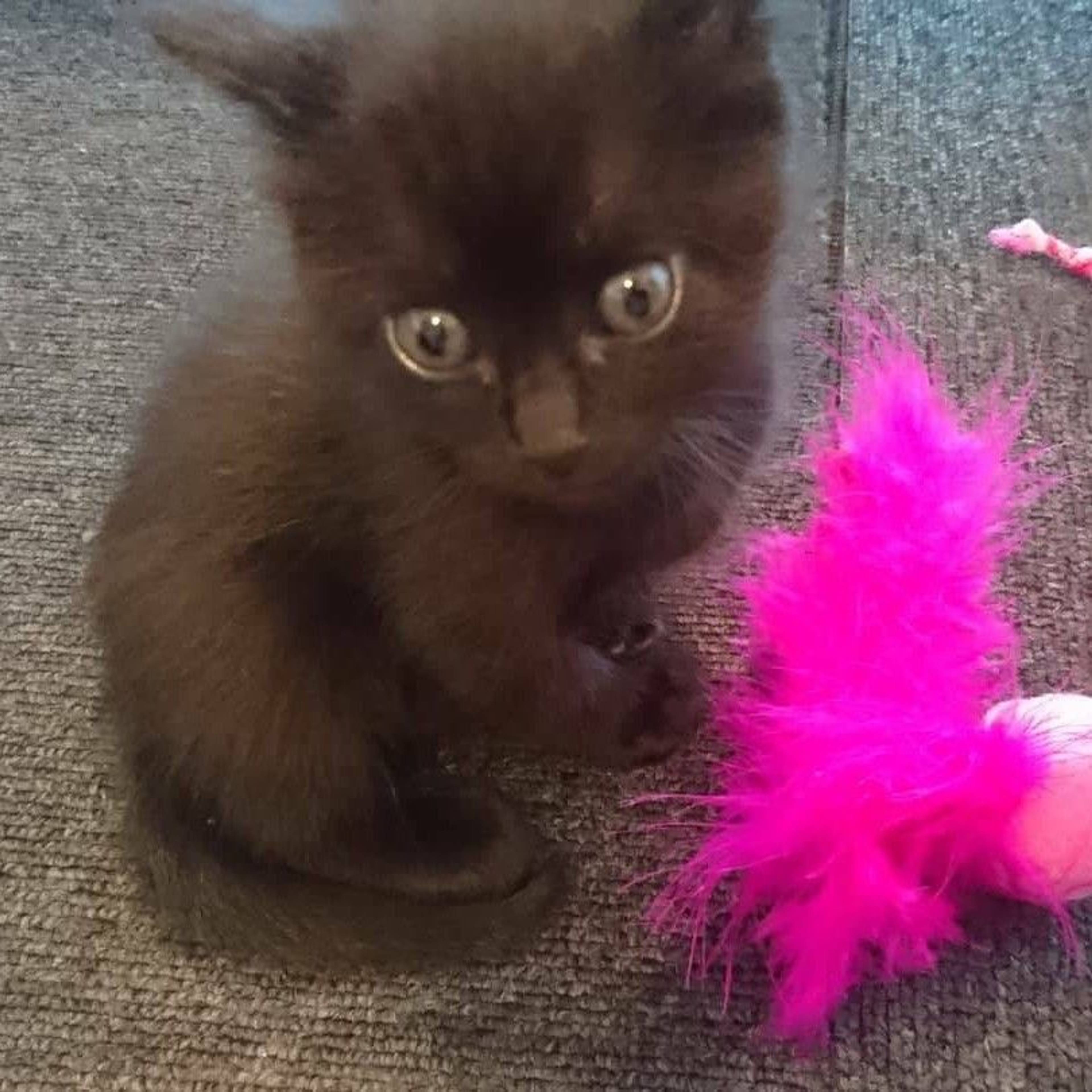 雑種（ミックス猫）・メスの里親募集の写真