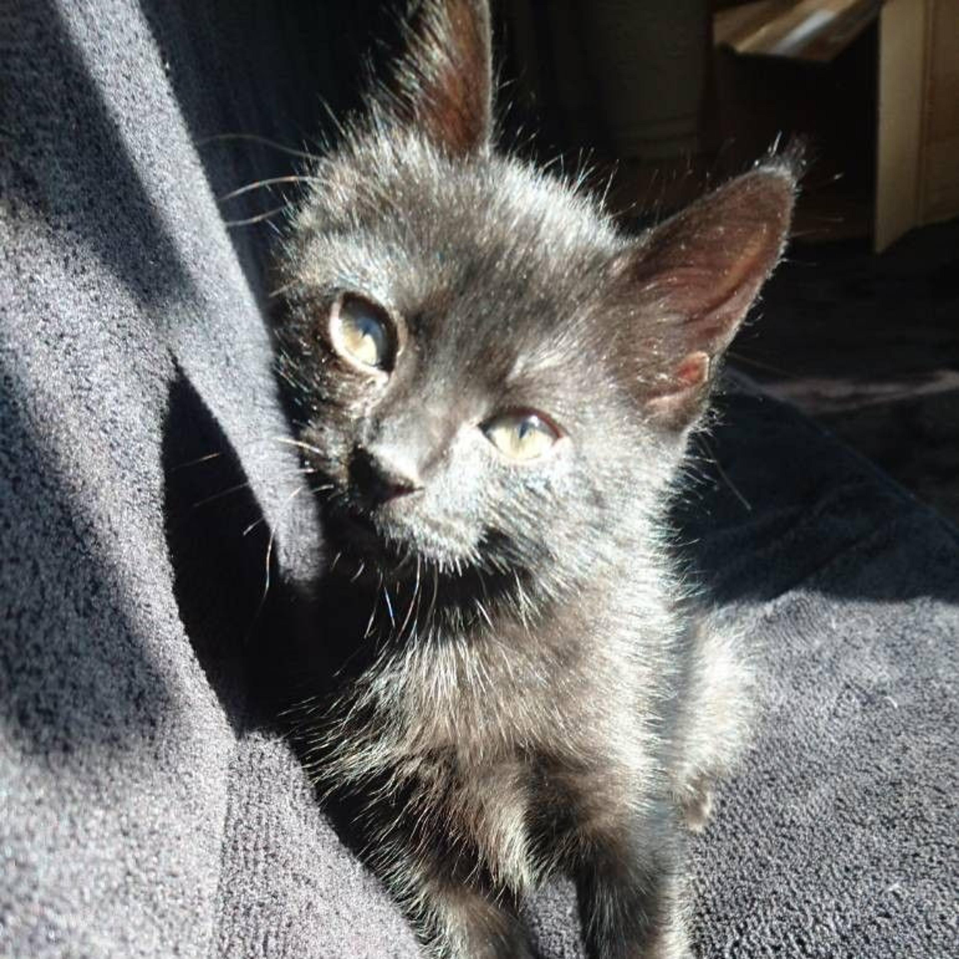 pet-image-2