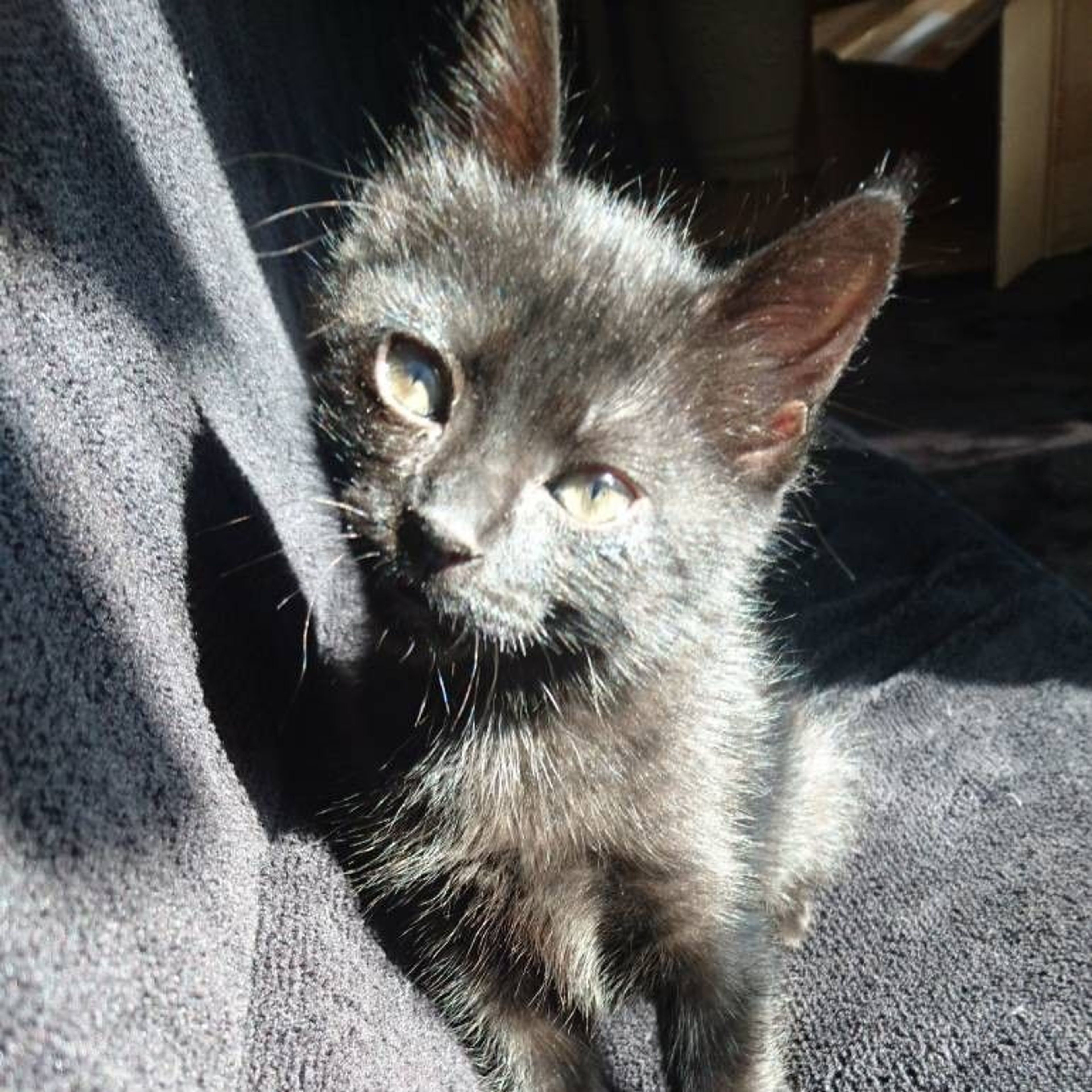 pet-image-2