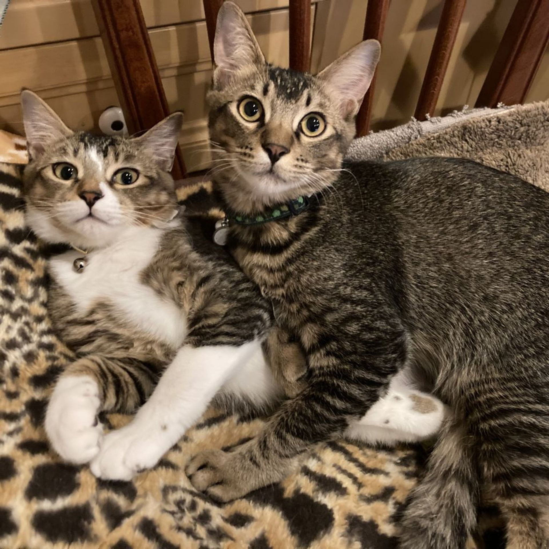 雑種（ミックス猫）・メスの里親募集の写真