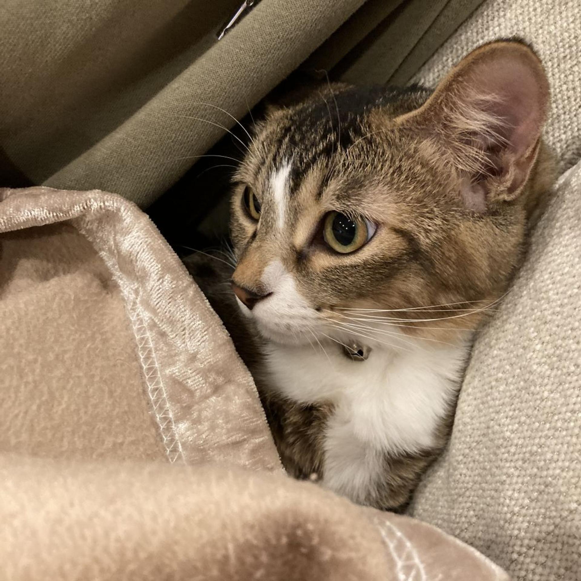 pet-image-8