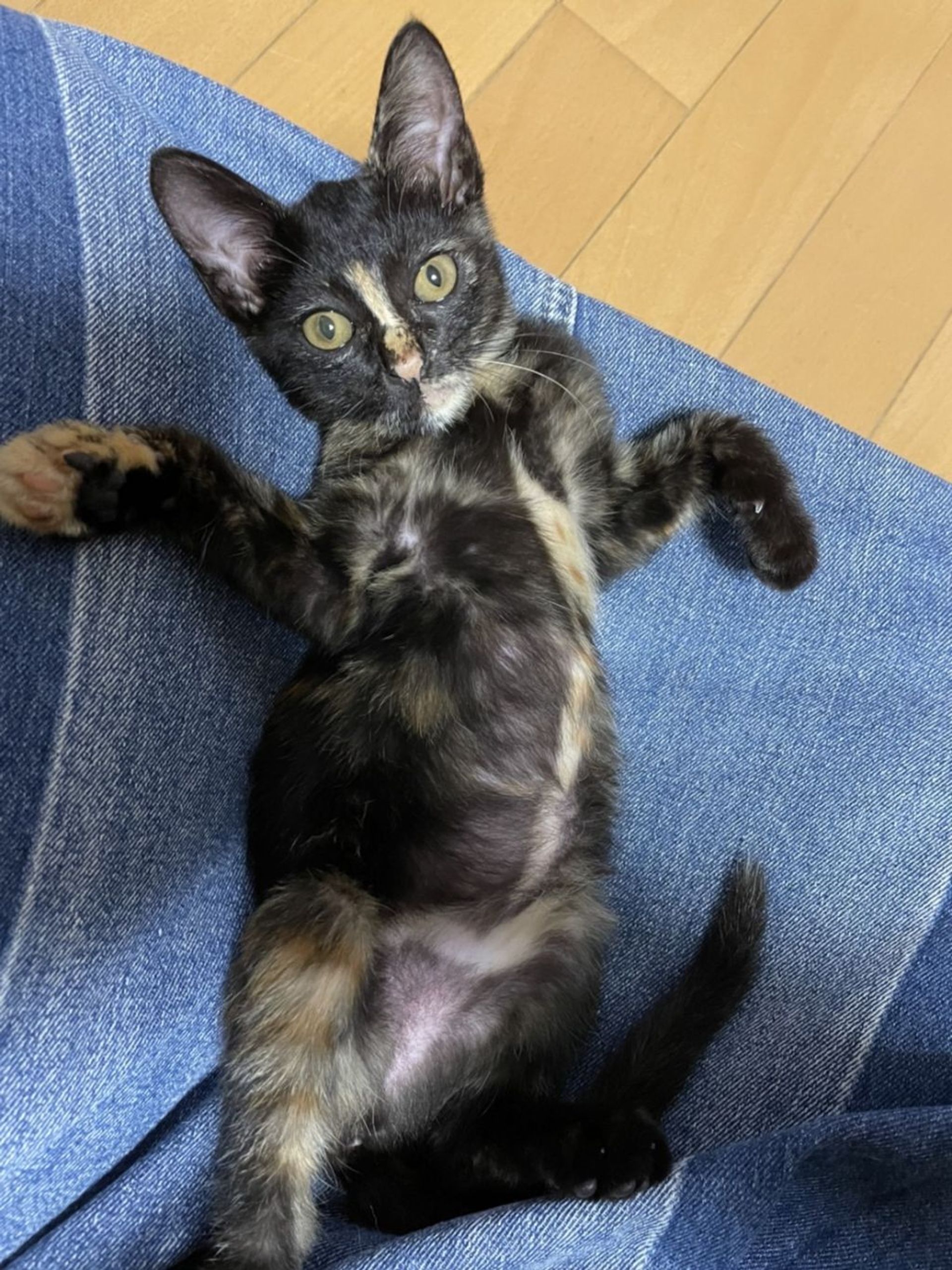 雑種（ミックス猫）・メスの里親募集の写真