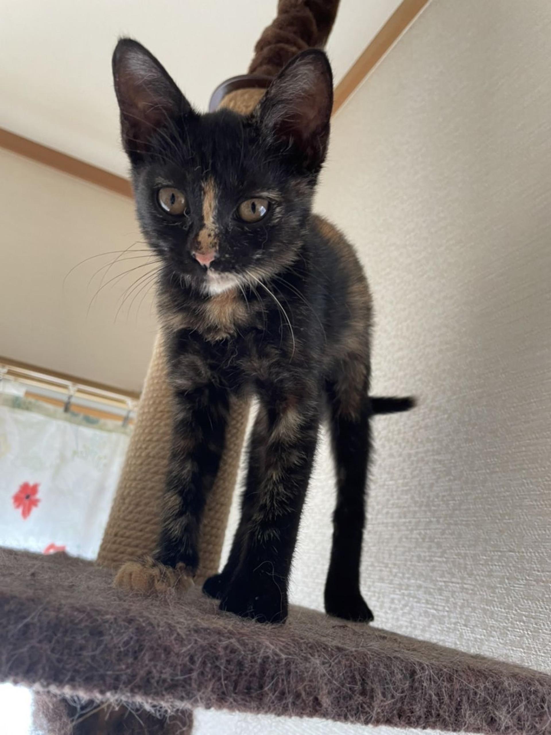 pet-image-3