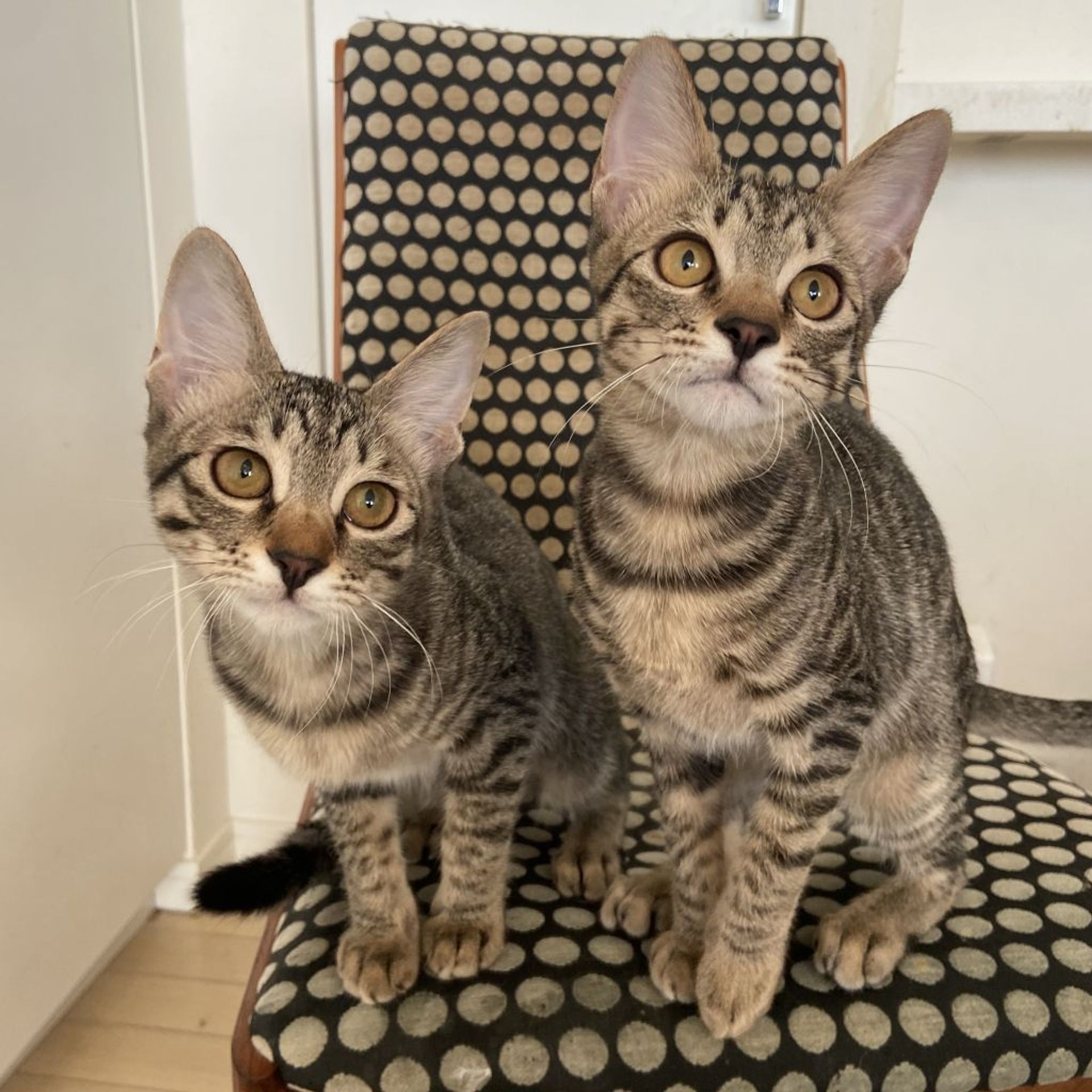 雑種（ミックス猫）・メスの里親募集の写真