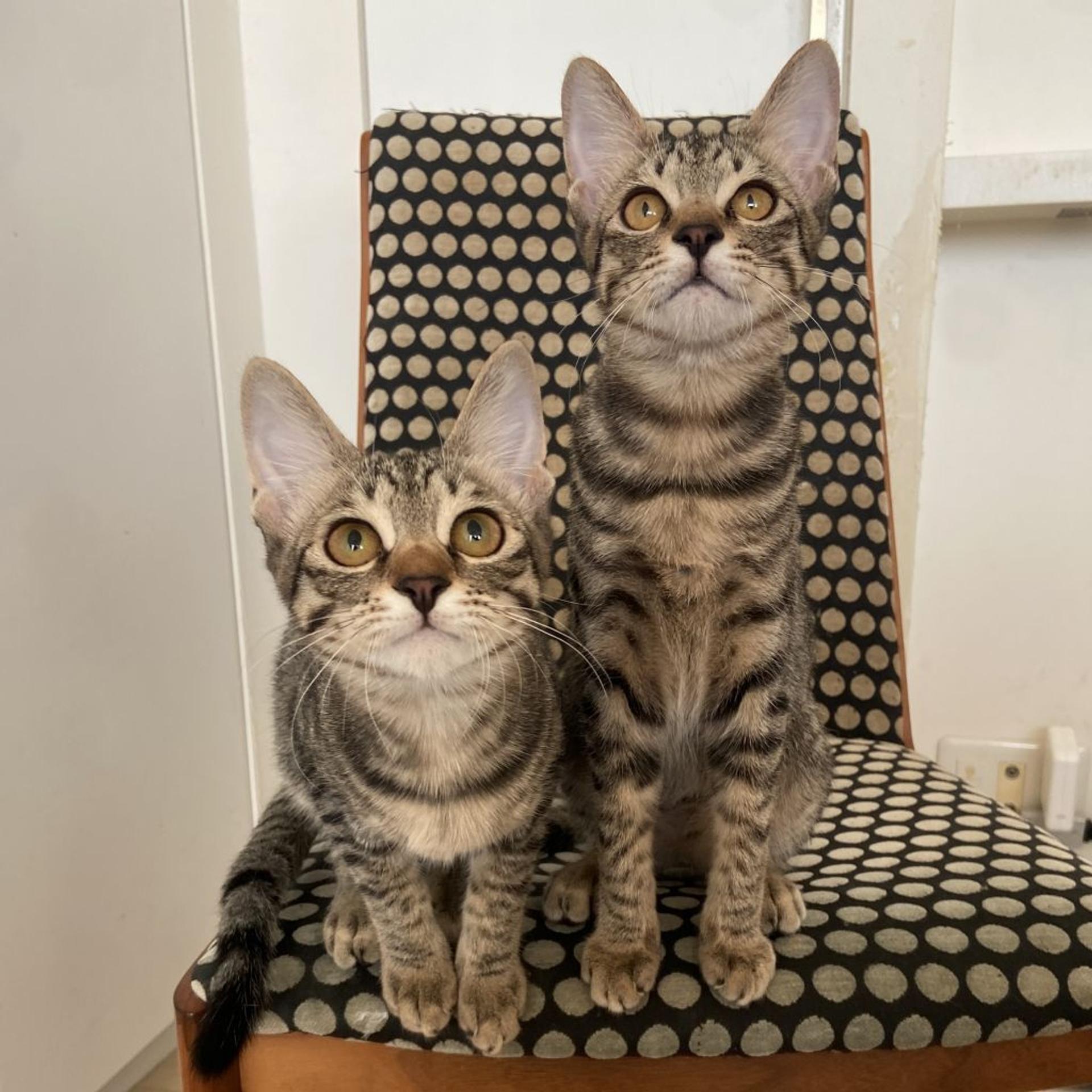 pet-image-4