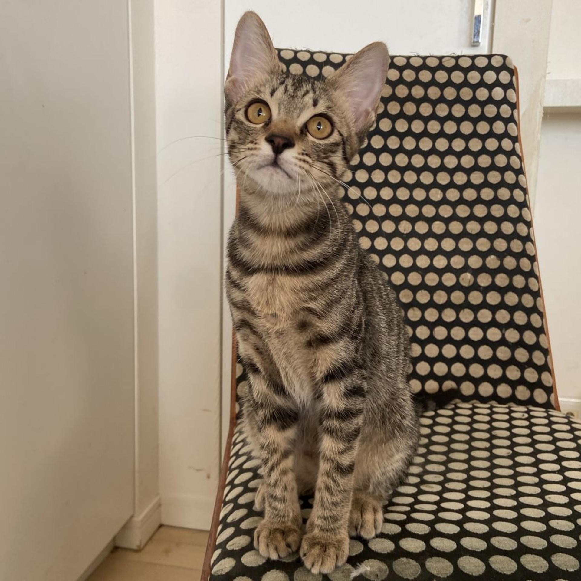 pet-image-6