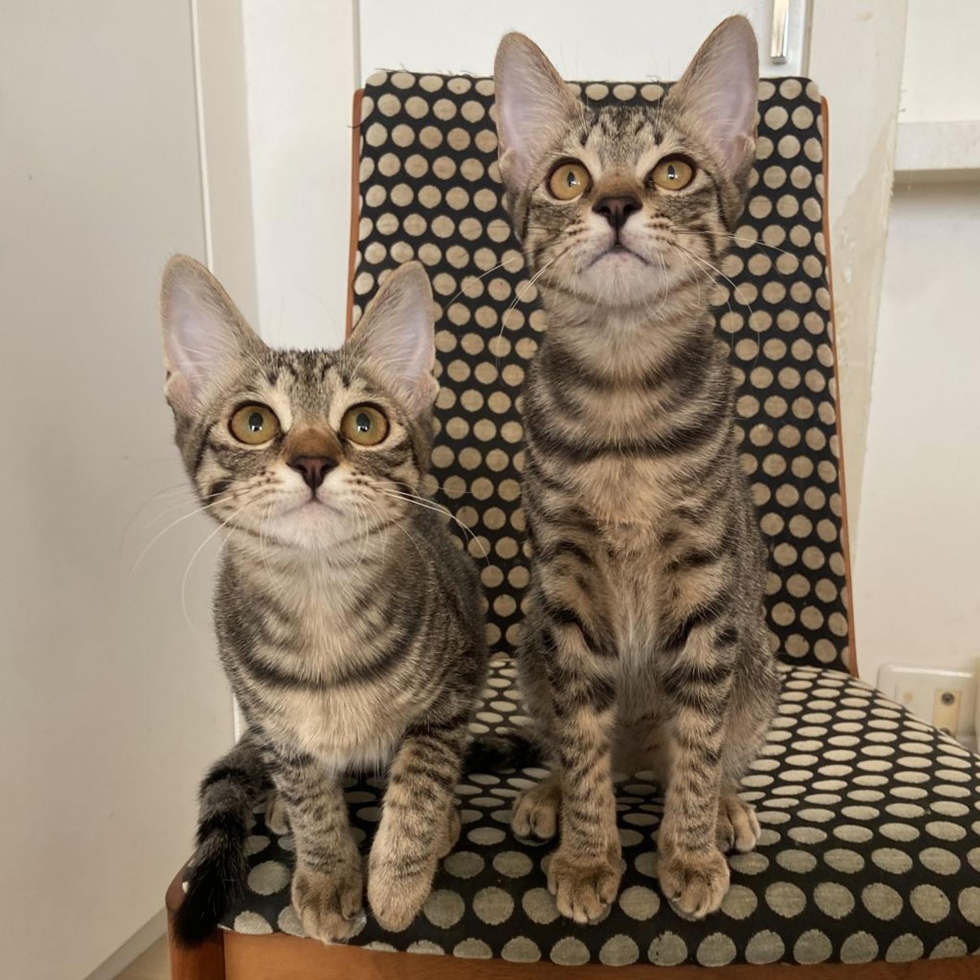 pet-image-7