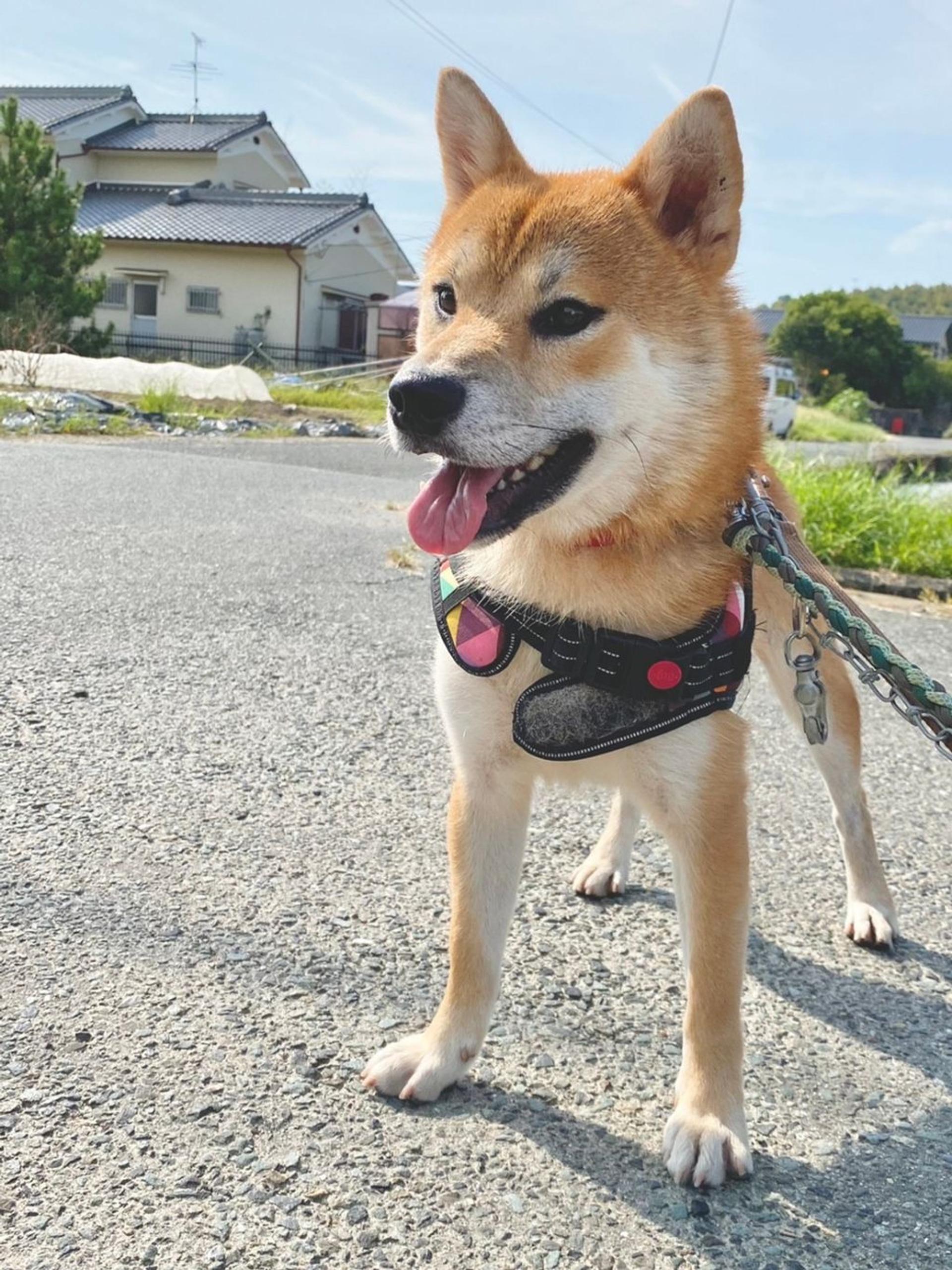 pet-image-2