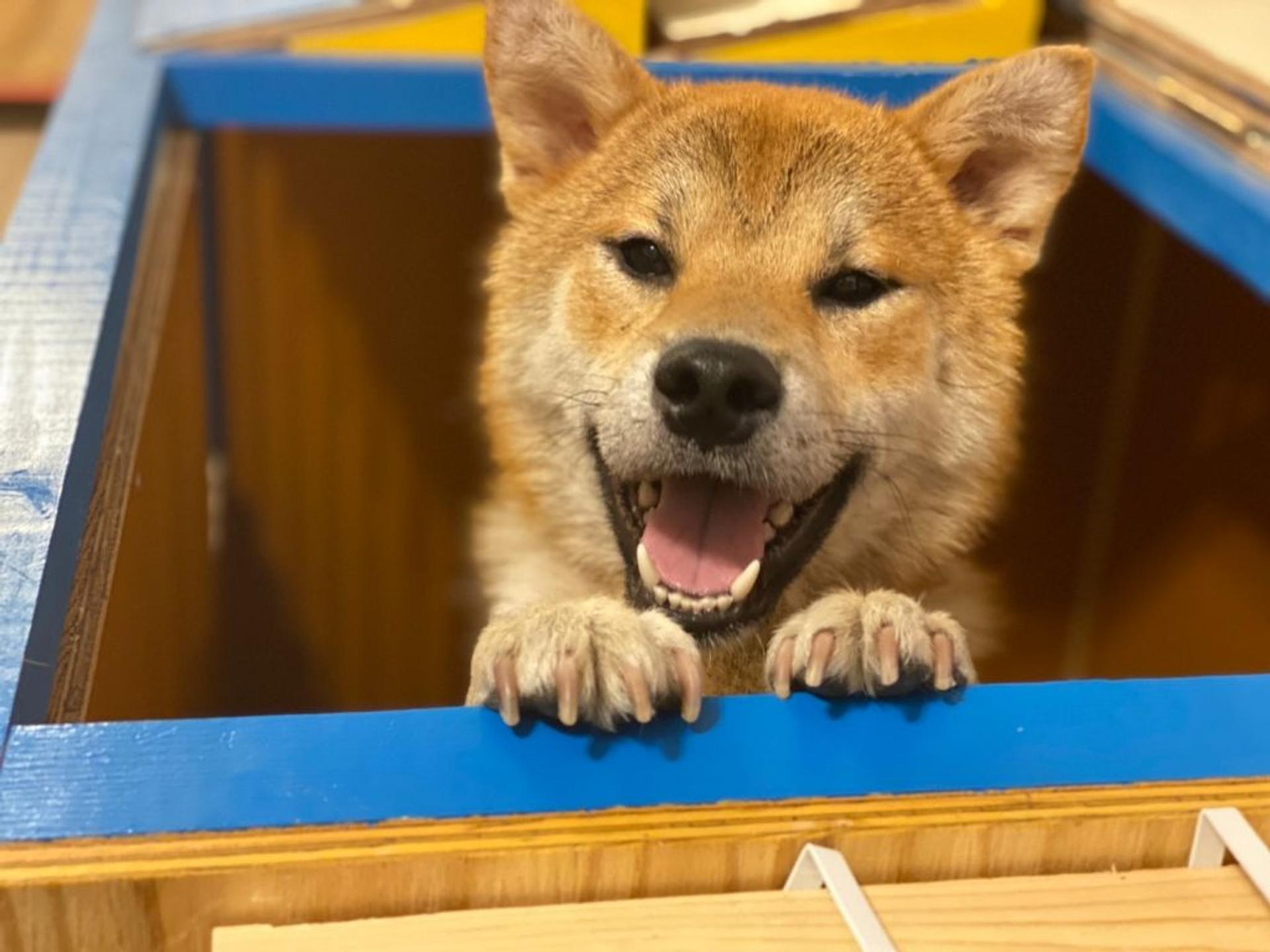 pet-image-4
