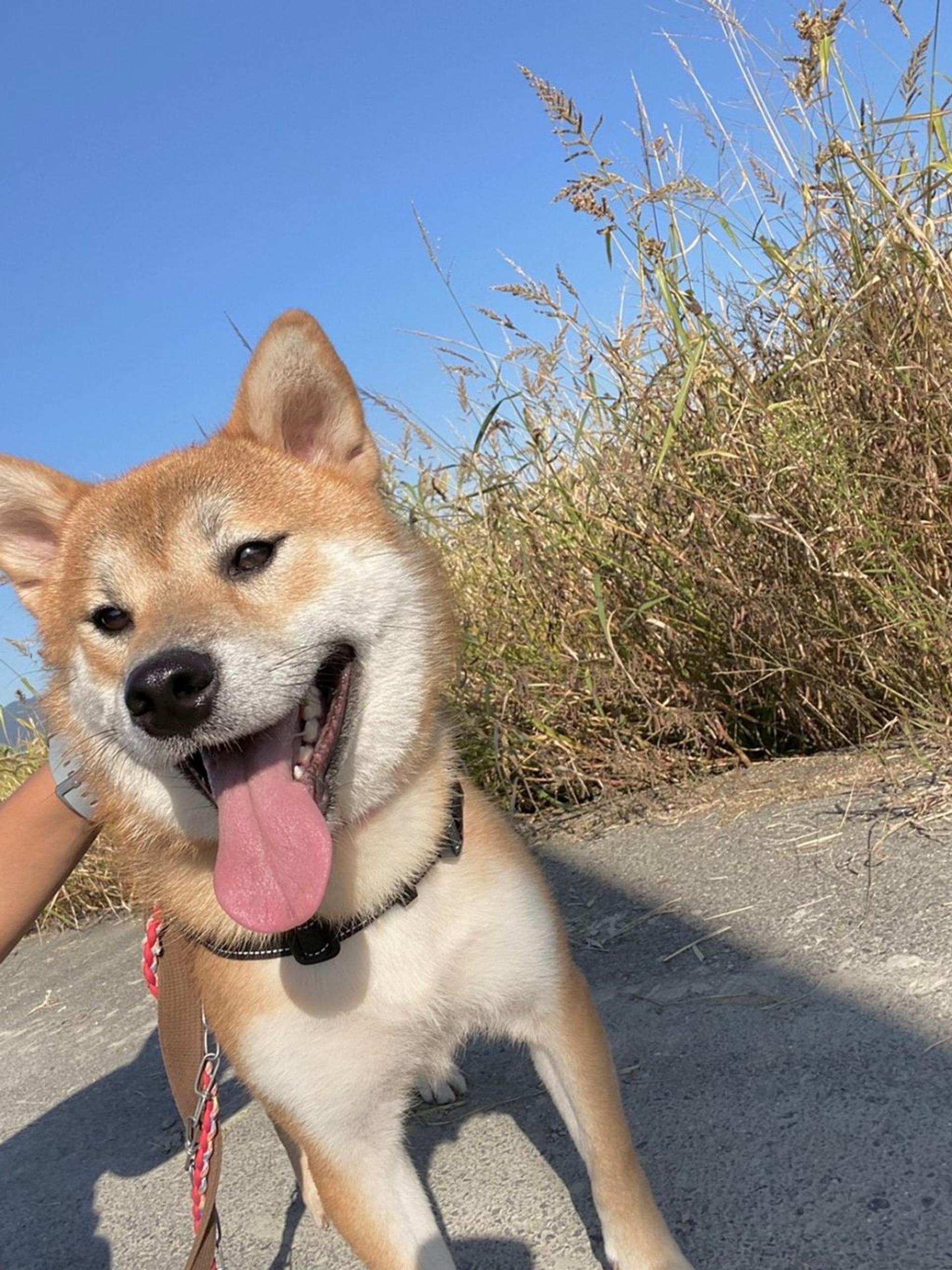 pet-image-8