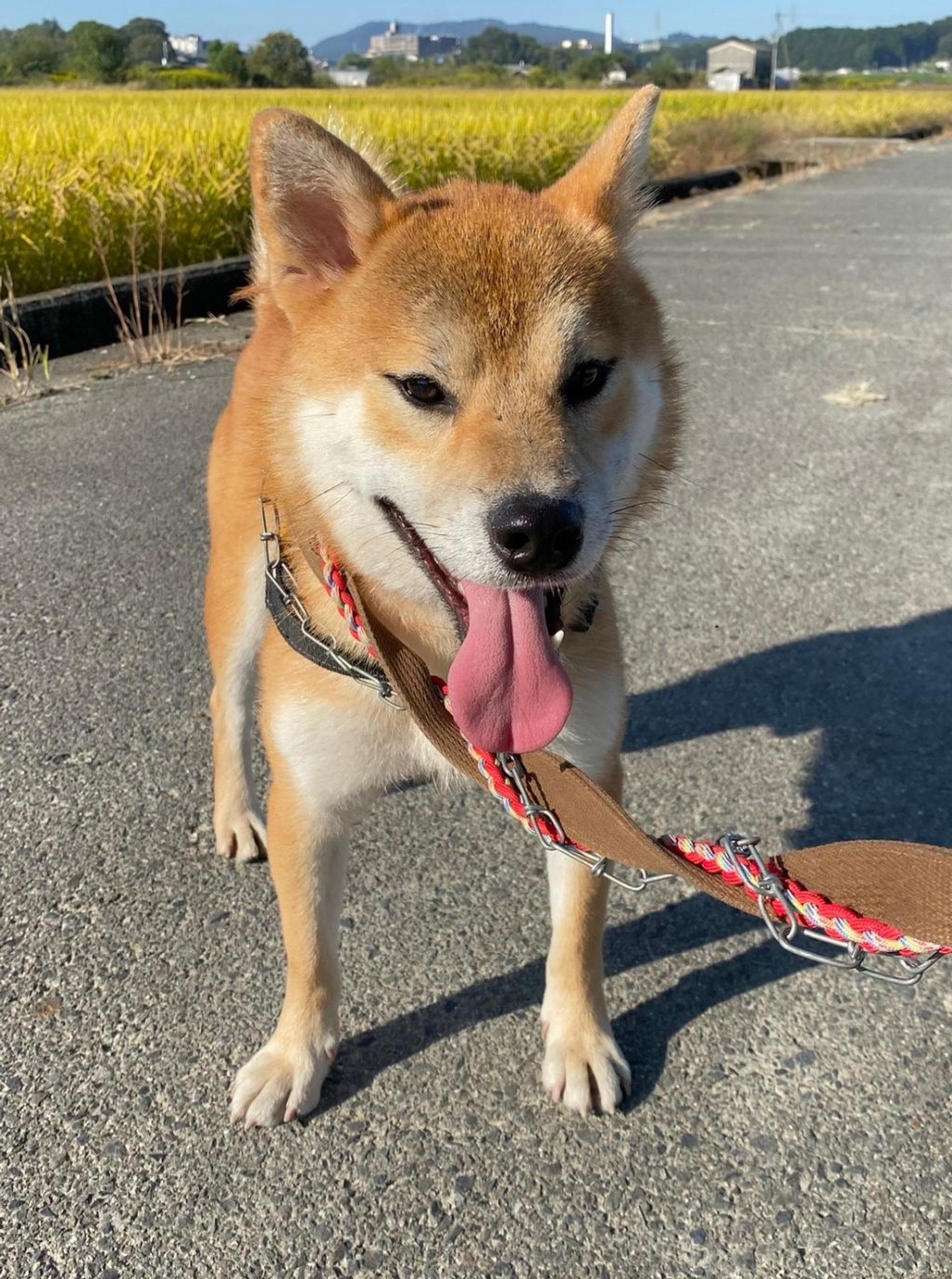 pet-image-9