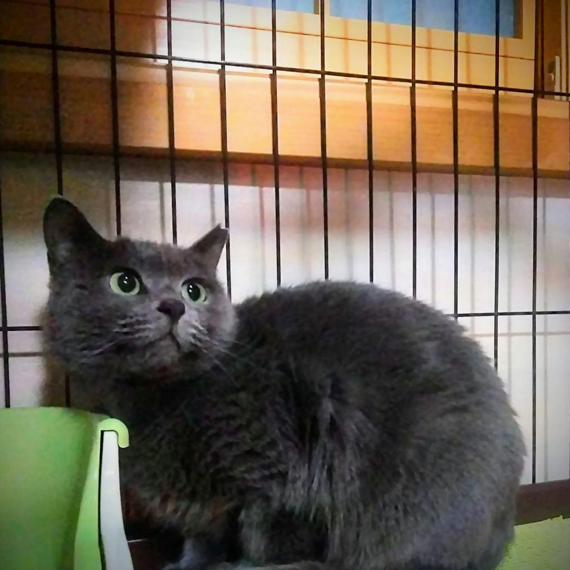 pet-image-2