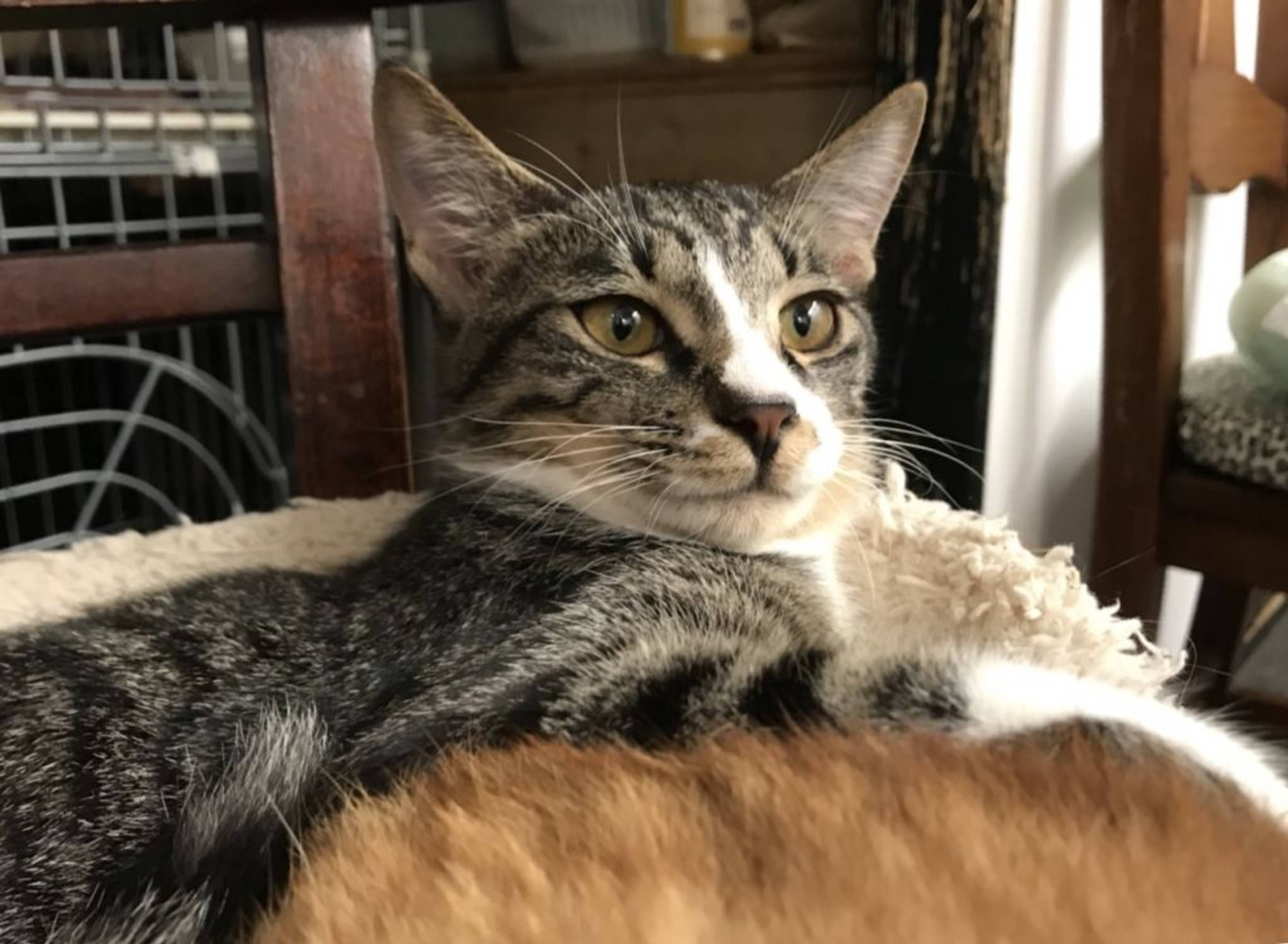 雑種（ミックス猫）・オスの里親募集の写真