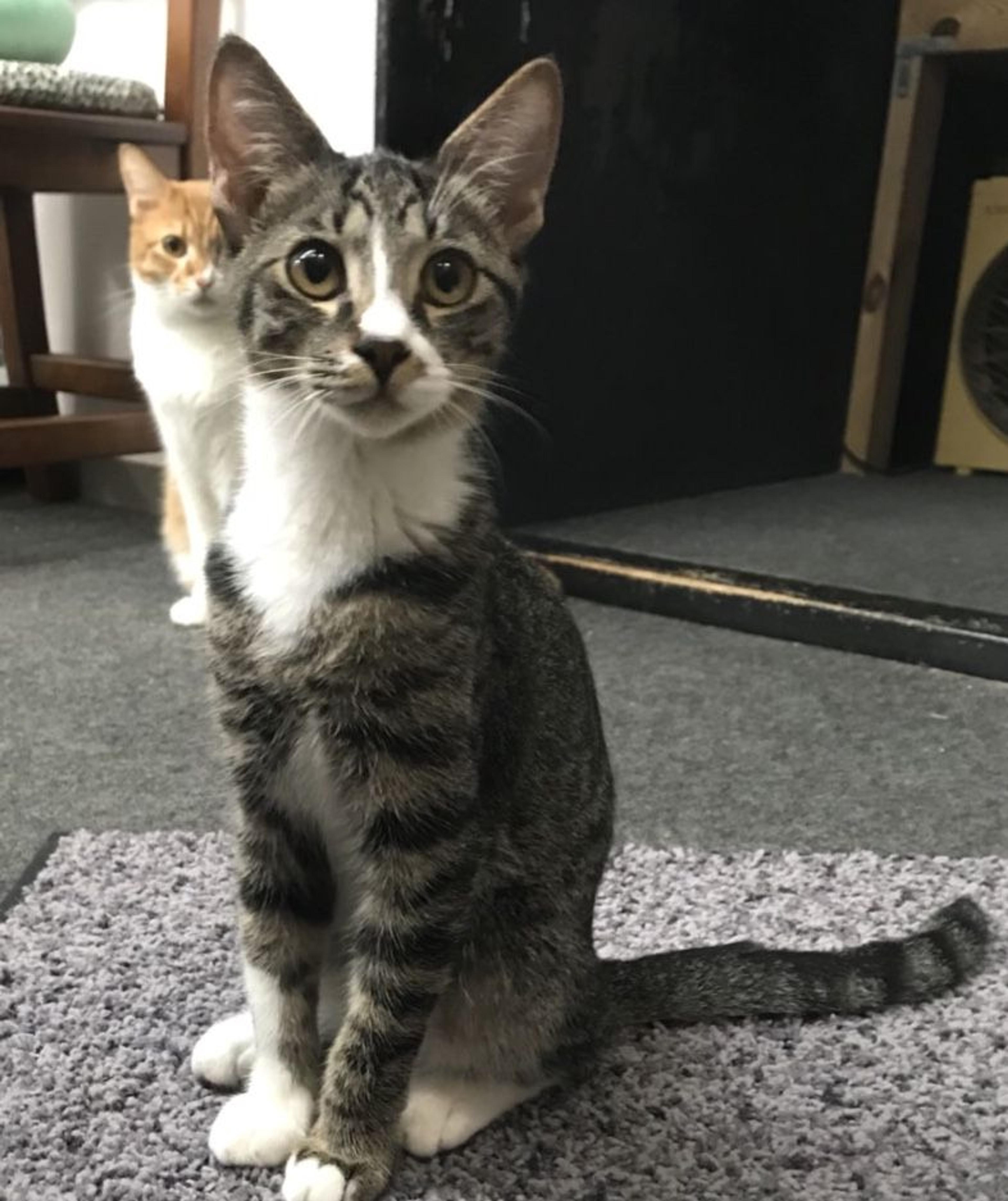 pet-image-2