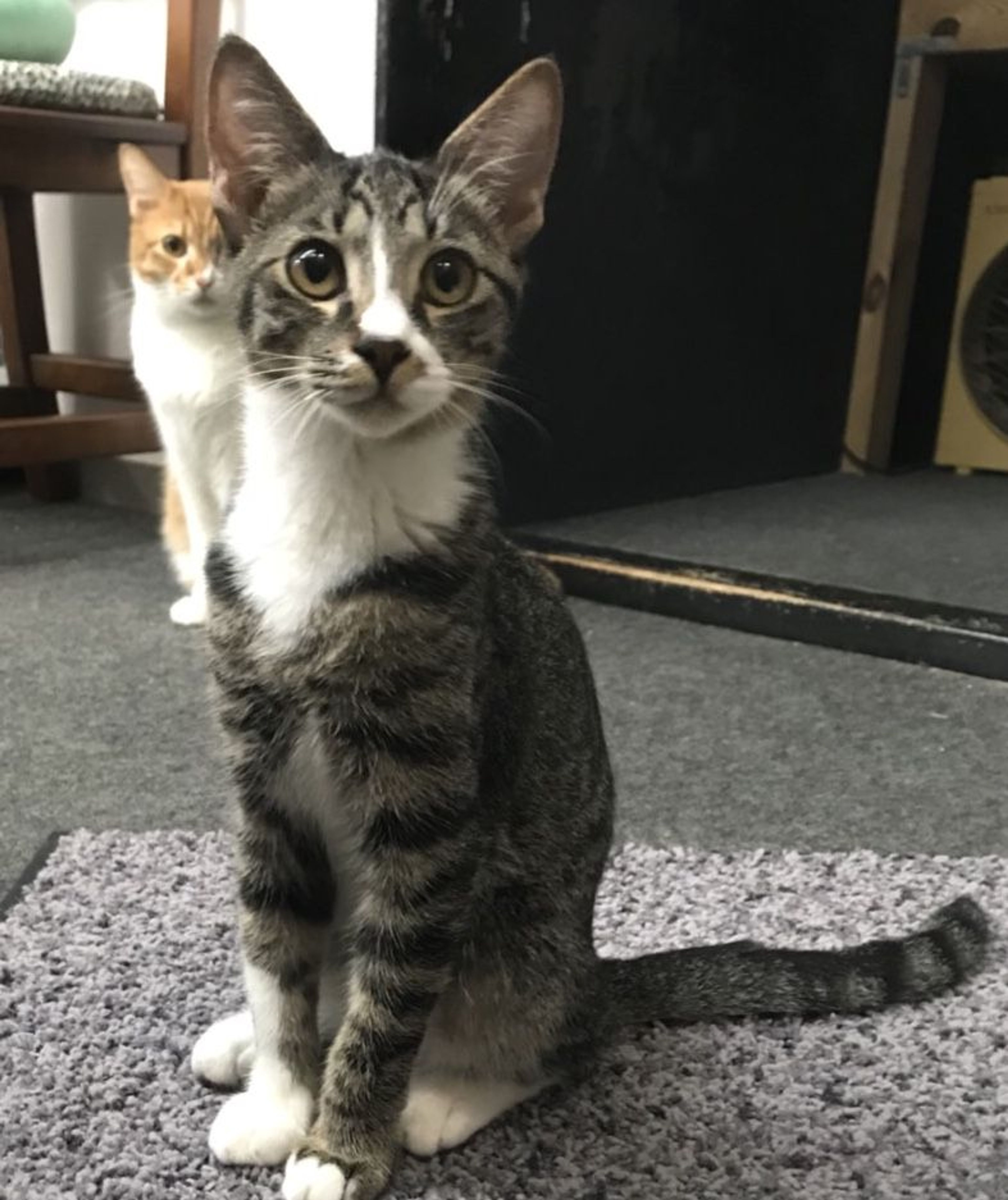 pet-image-2