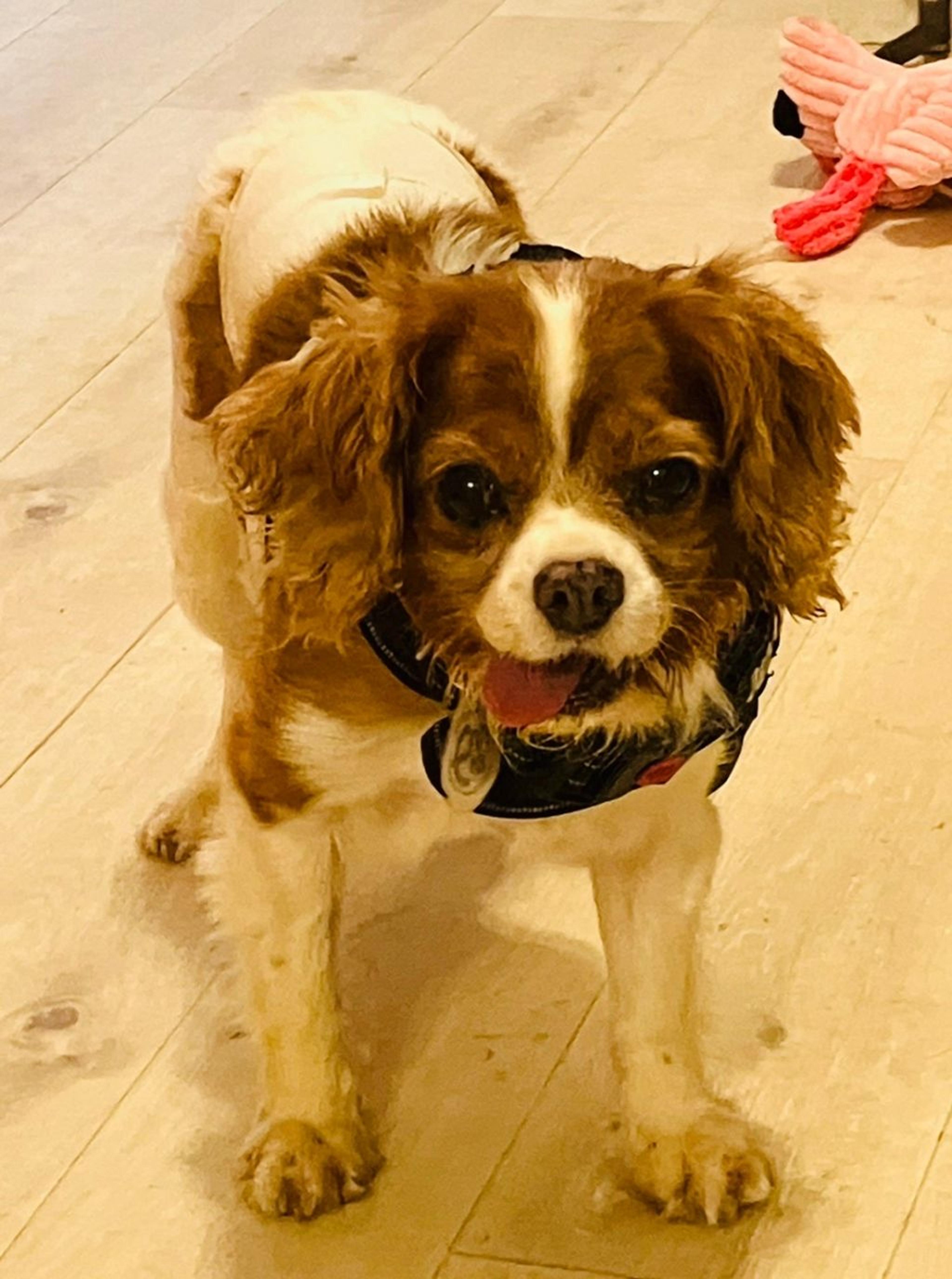pet-image-5