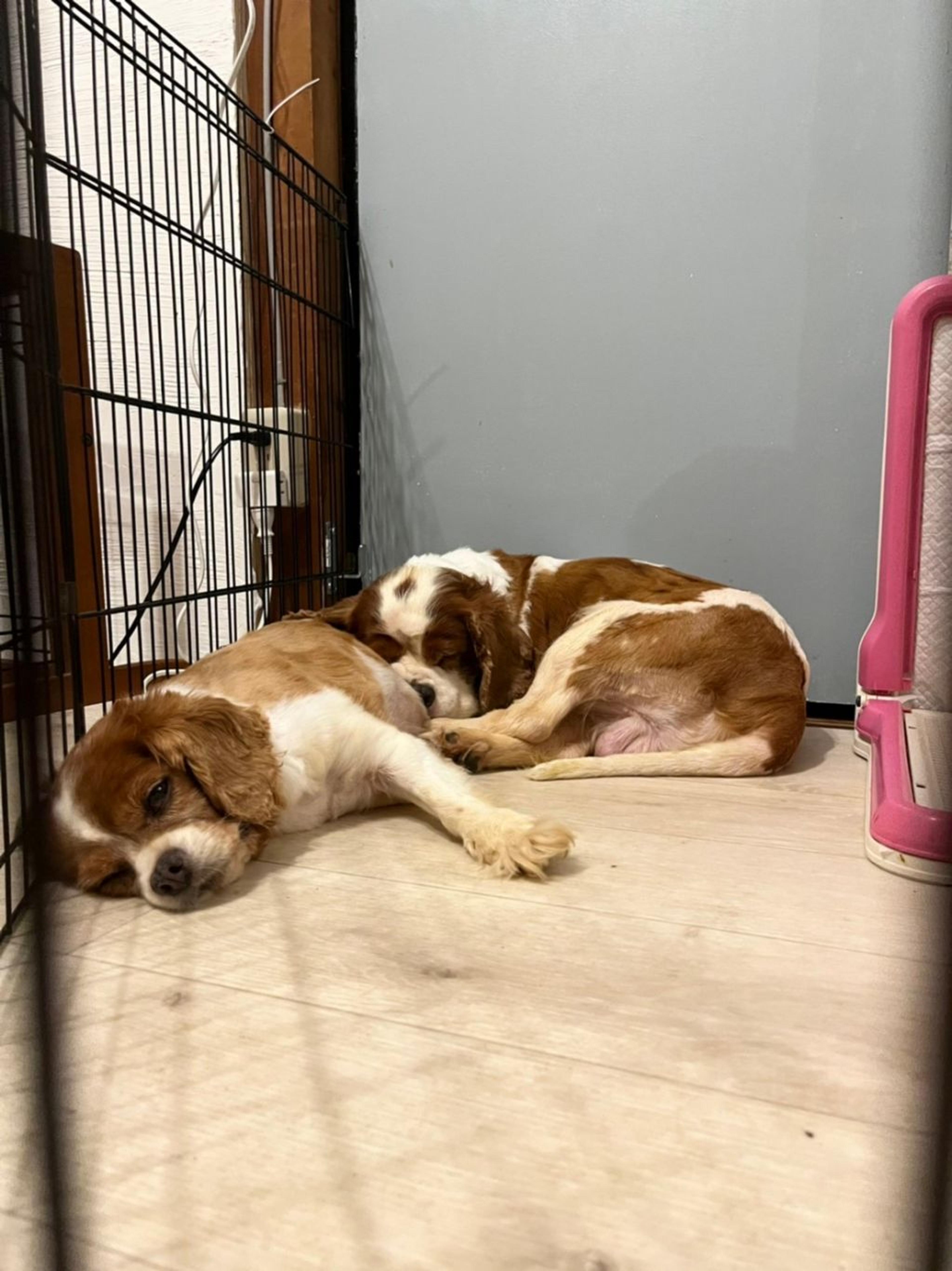 pet-image-6