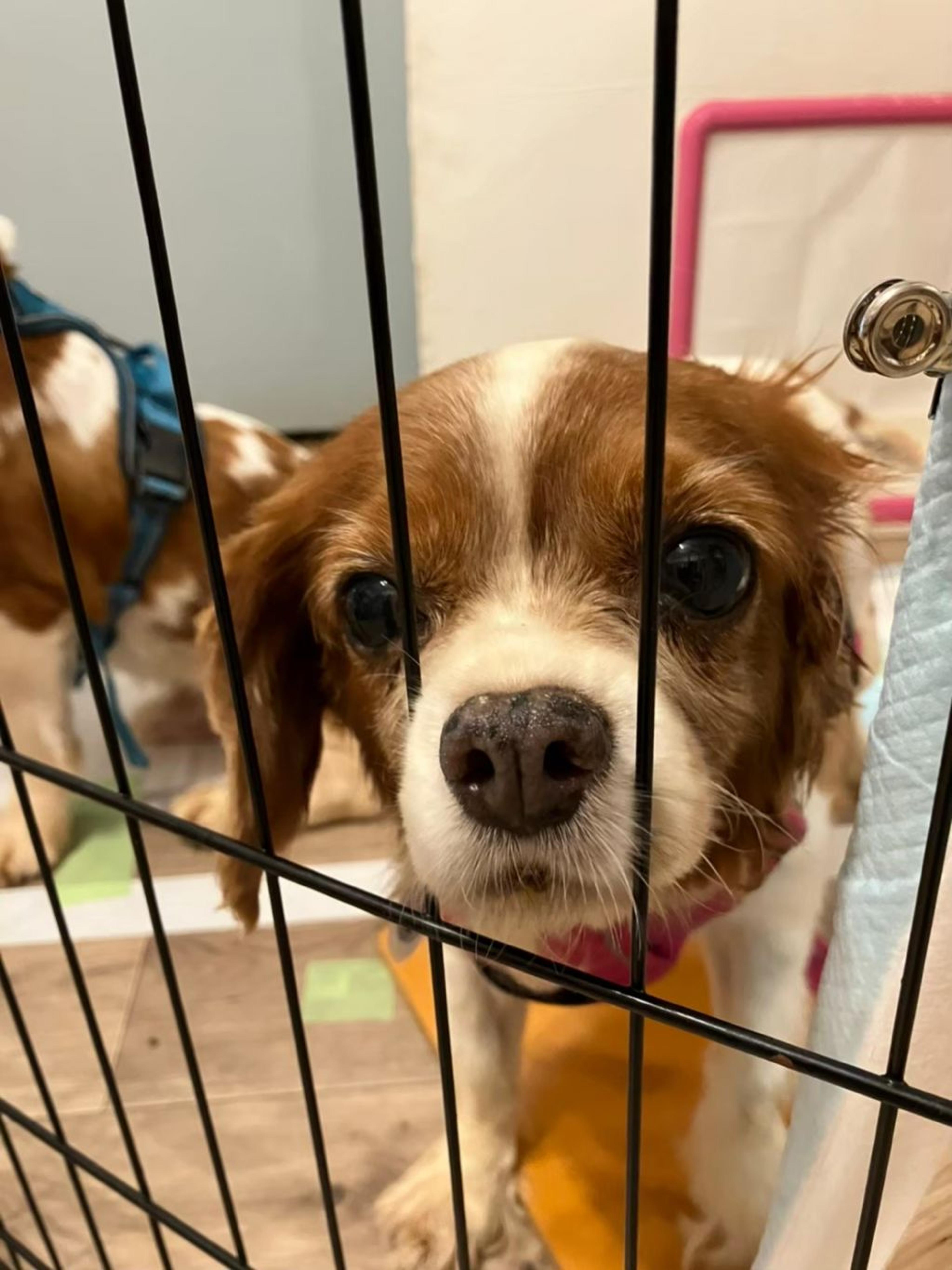 pet-image-9