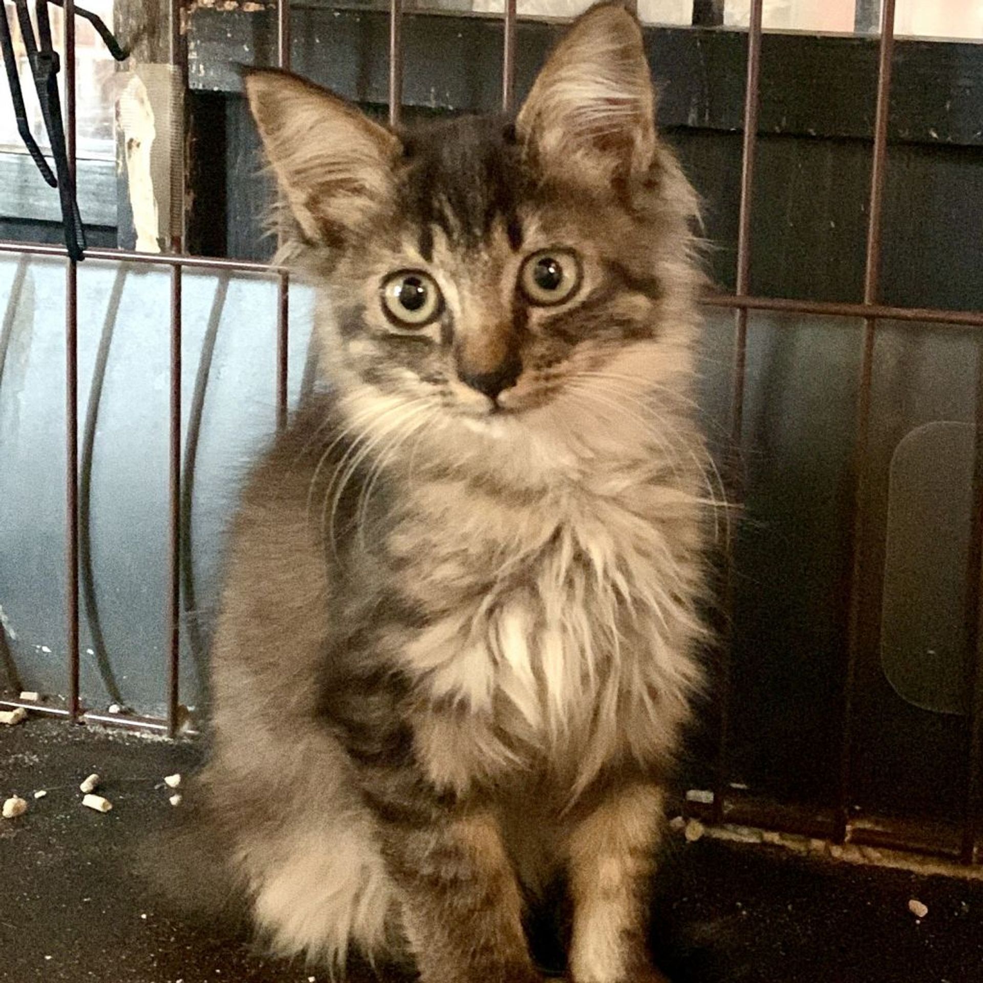 雑種（ミックス猫）・メスの里親募集の写真