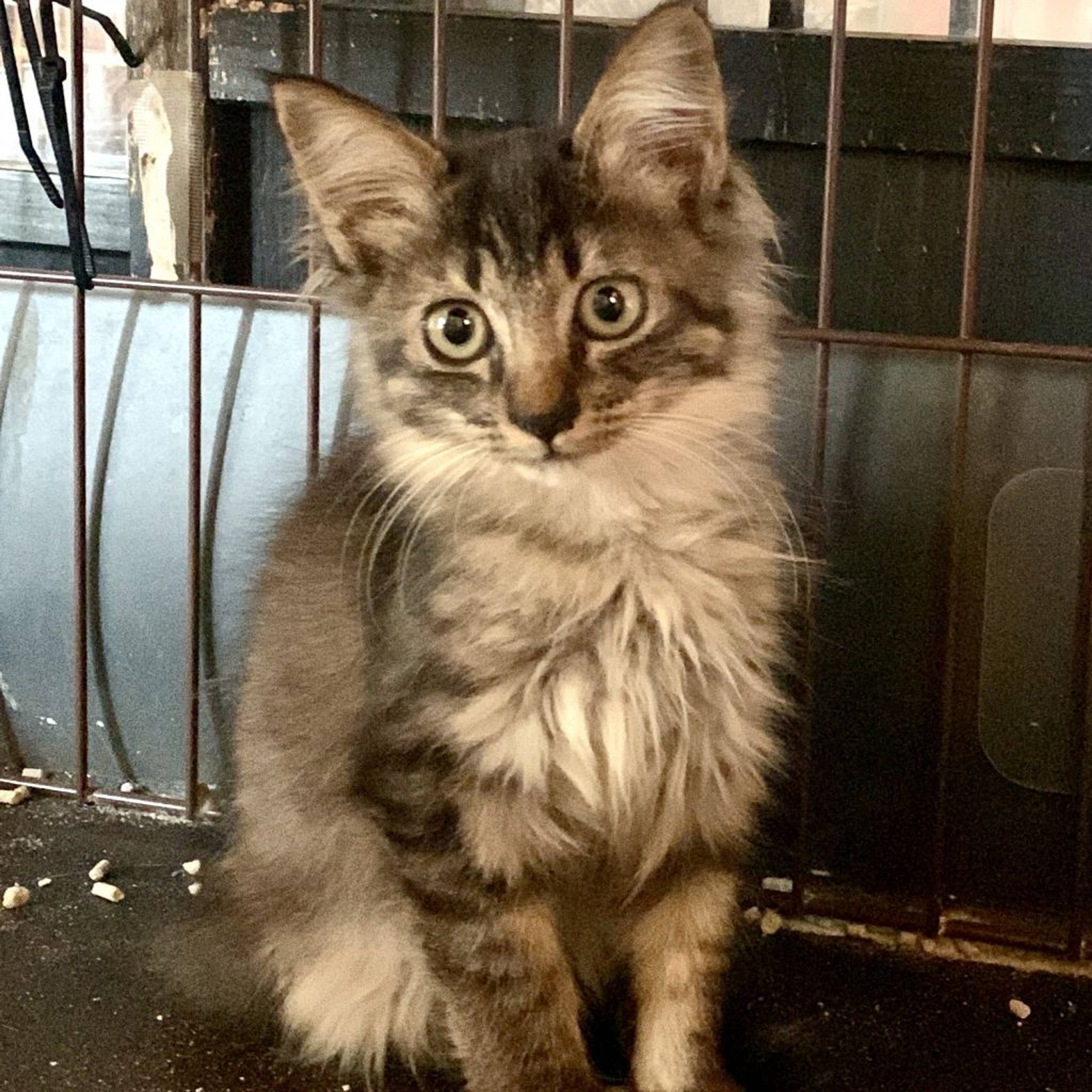 雑種（ミックス猫）・メスの里親募集の写真