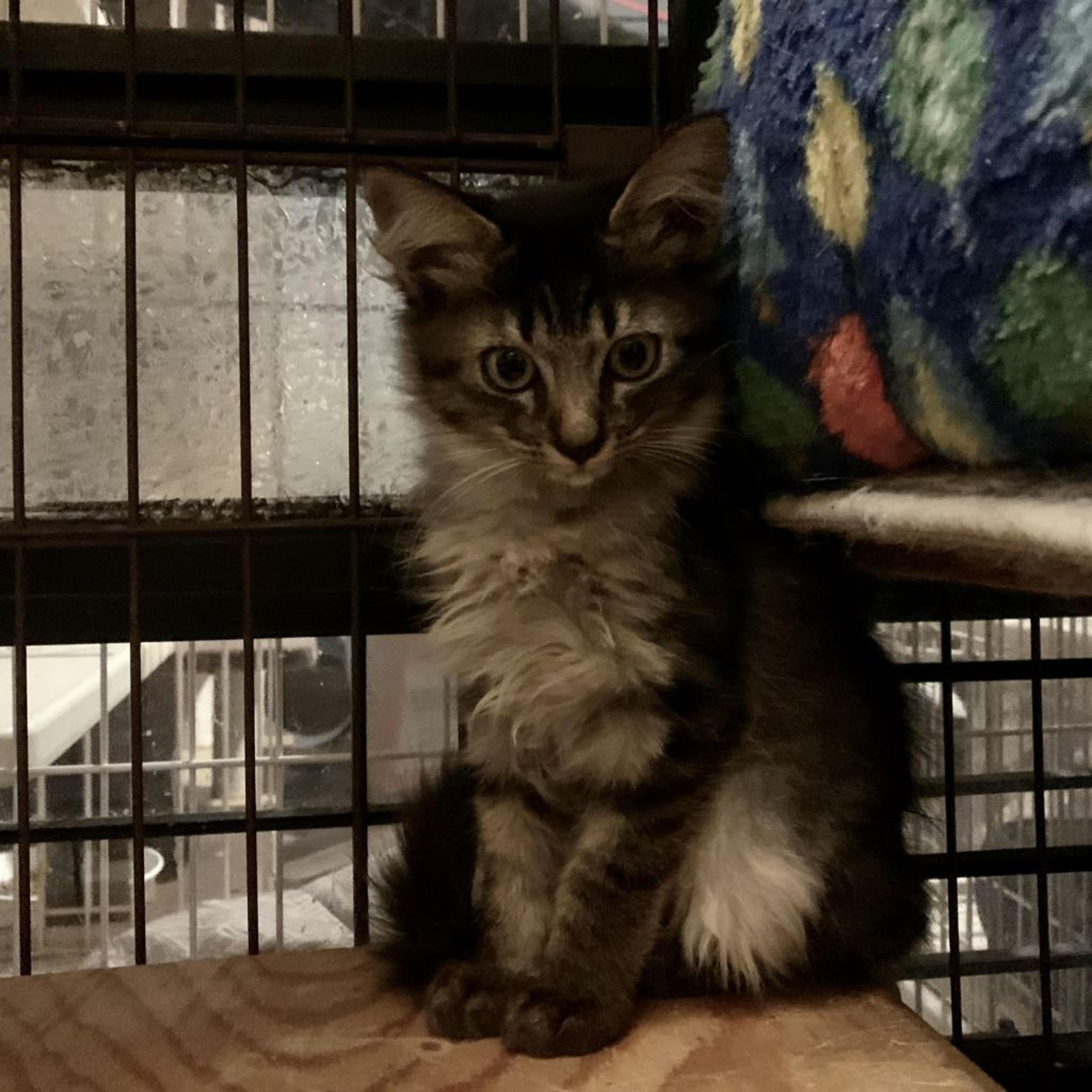 pet-image-2