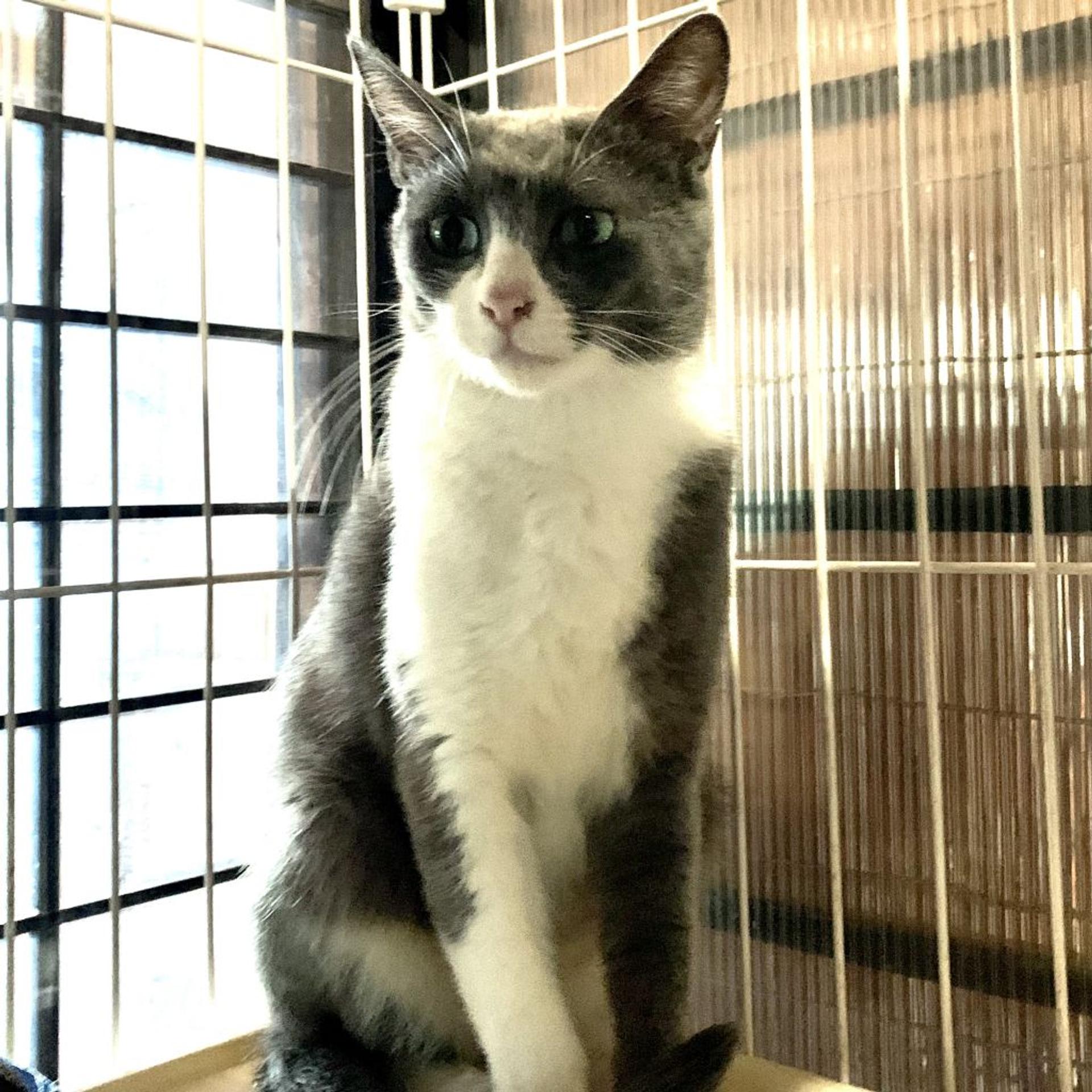 pet-image-2