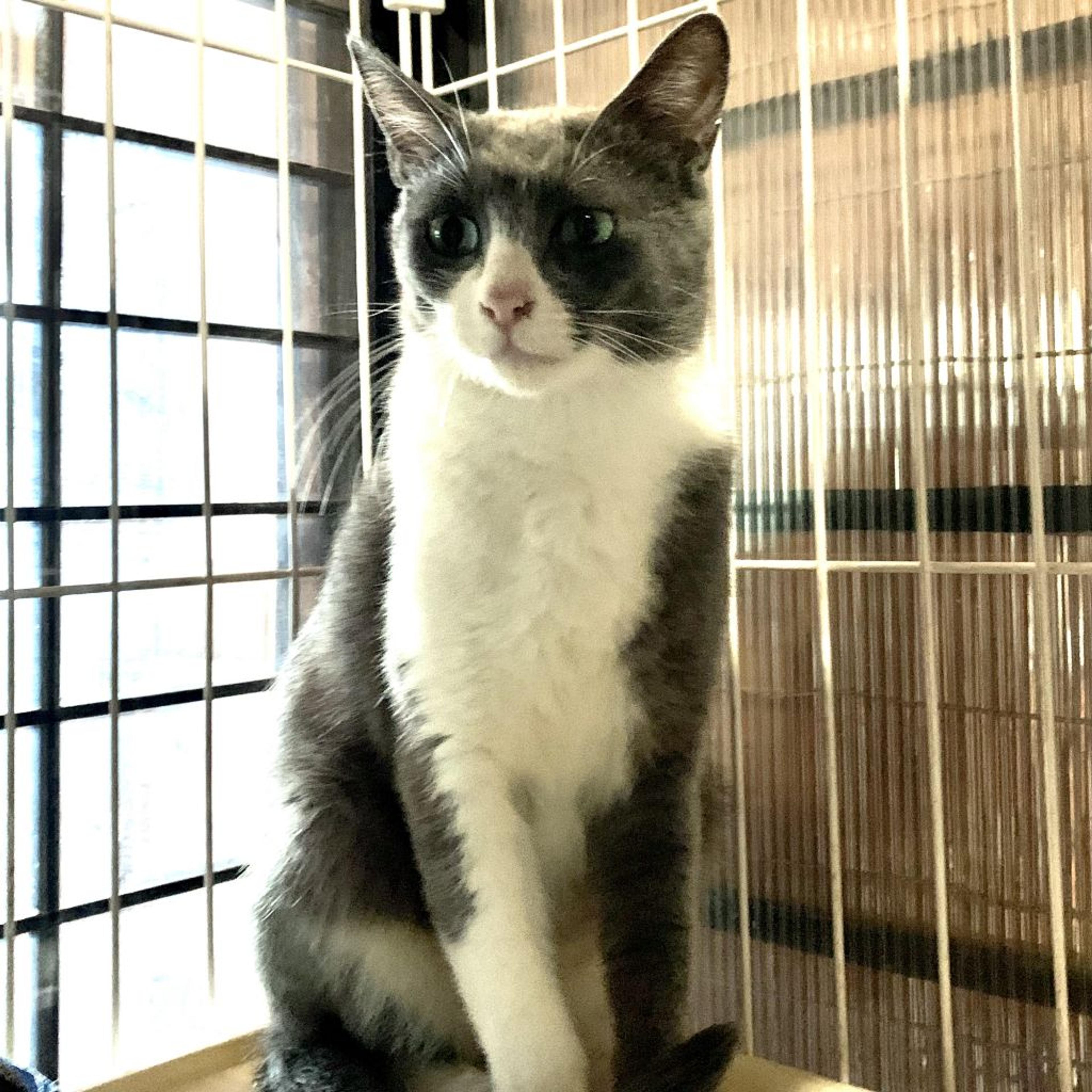 pet-image-2