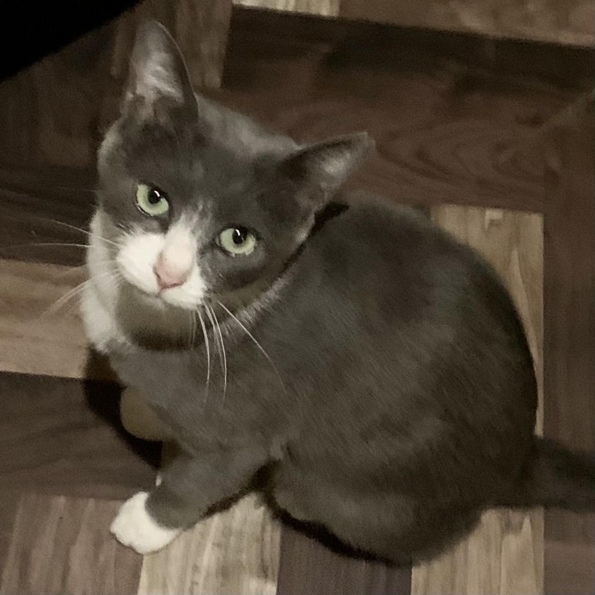 pet-image-3
