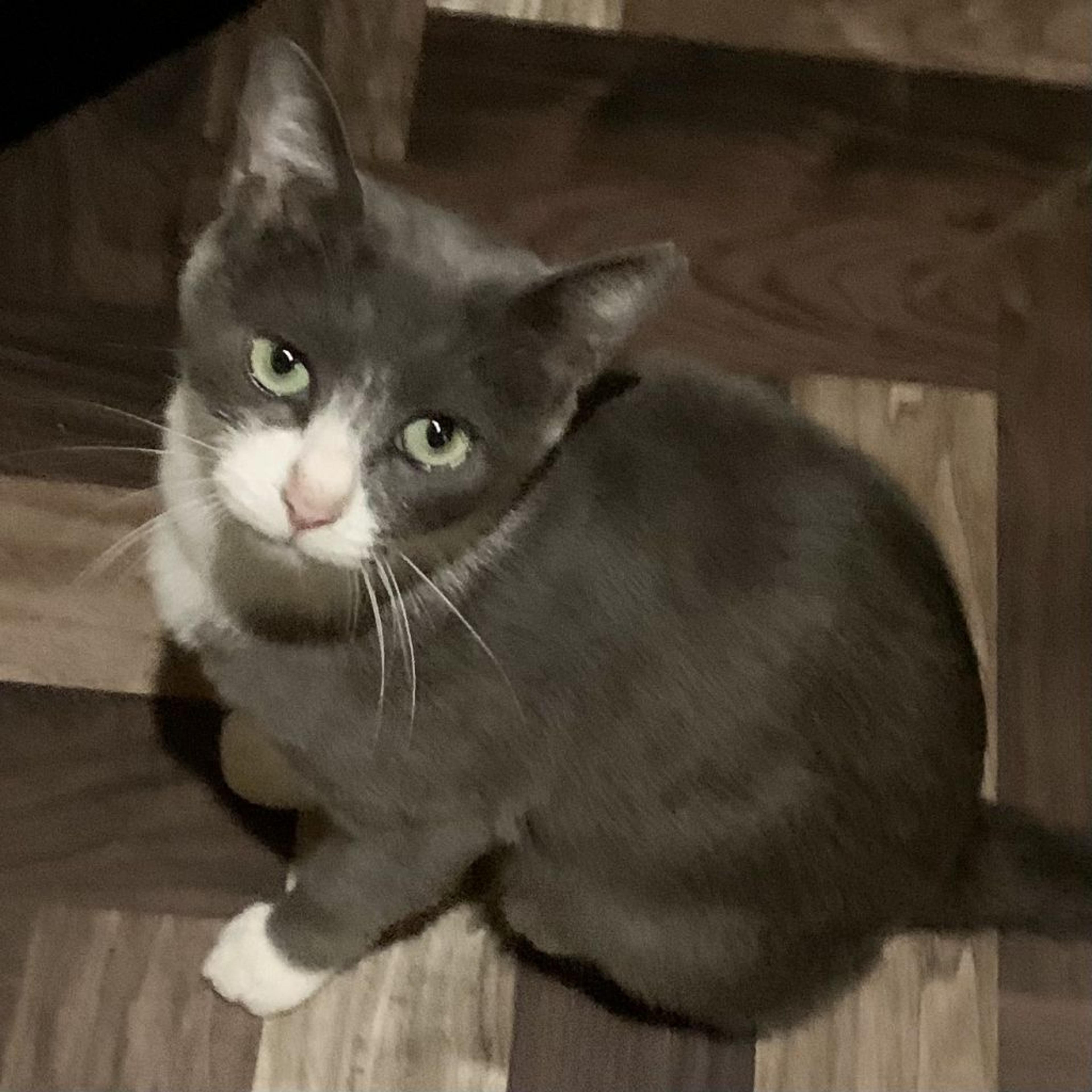 pet-image-3