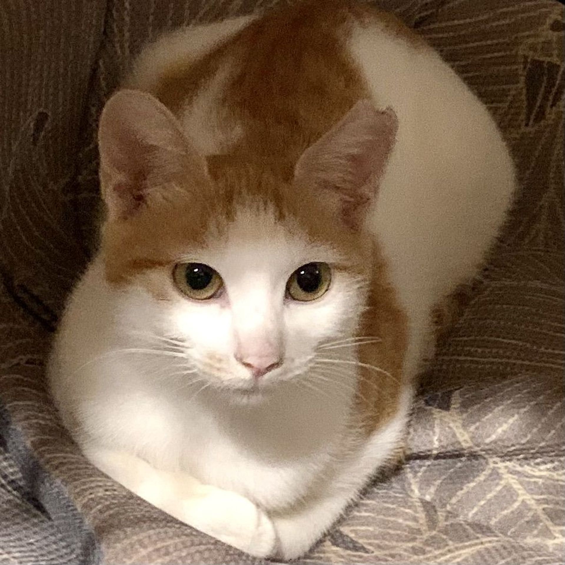 雑種（ミックス猫）・メスの里親募集の写真