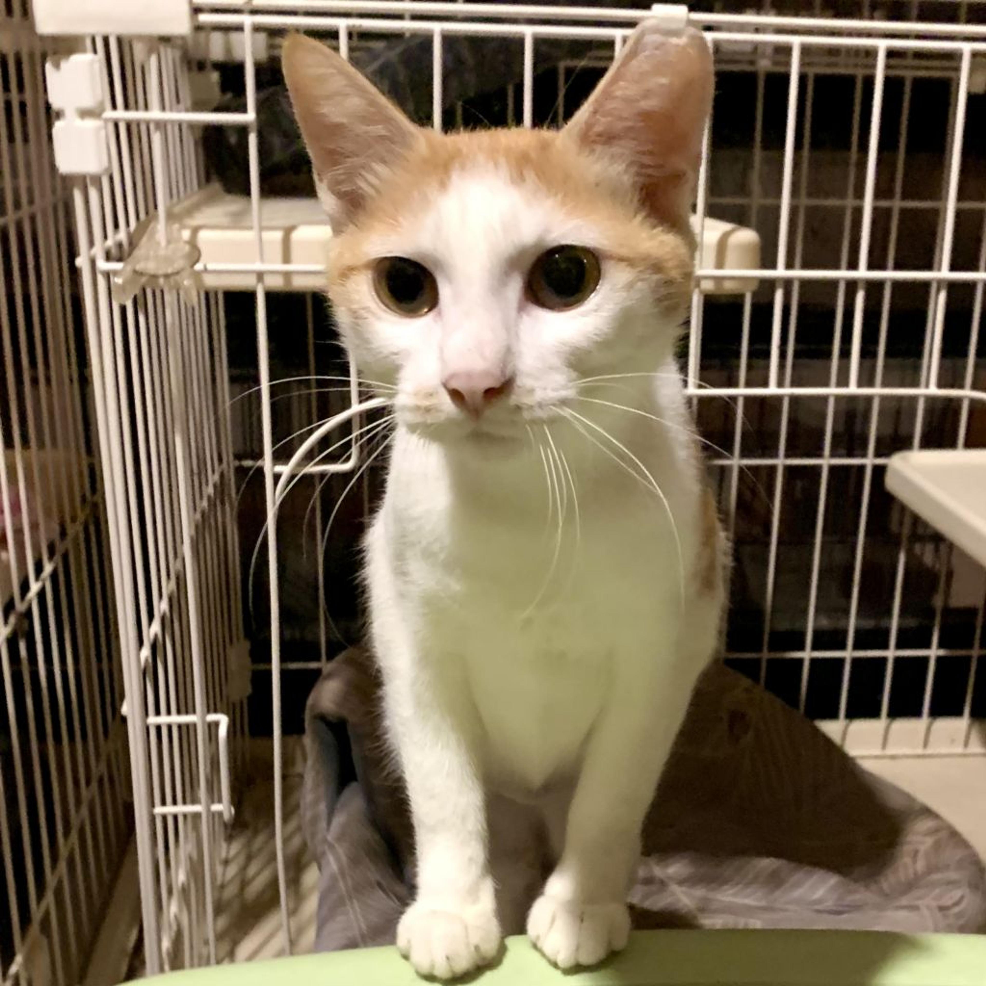 pet-image-2