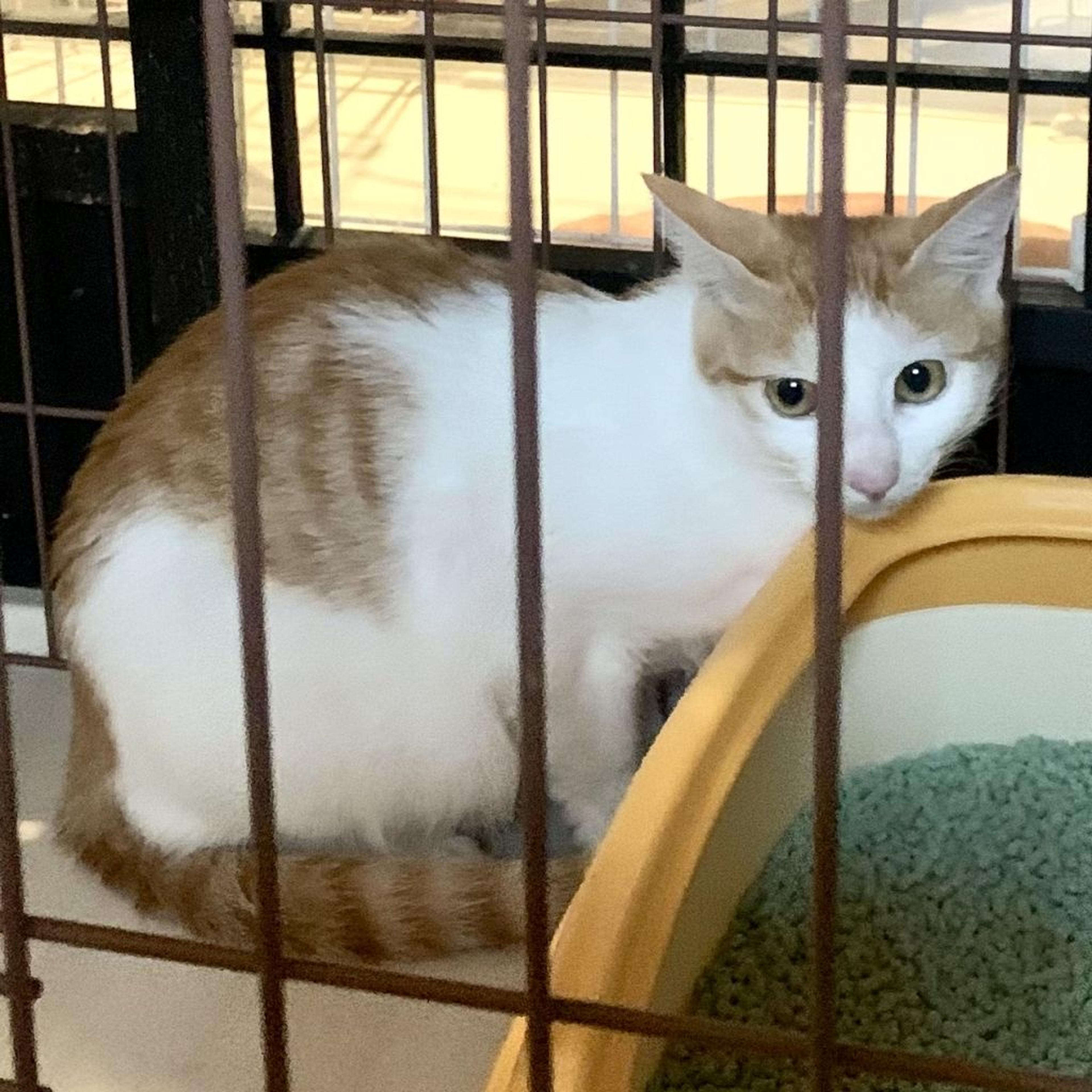 pet-image-3