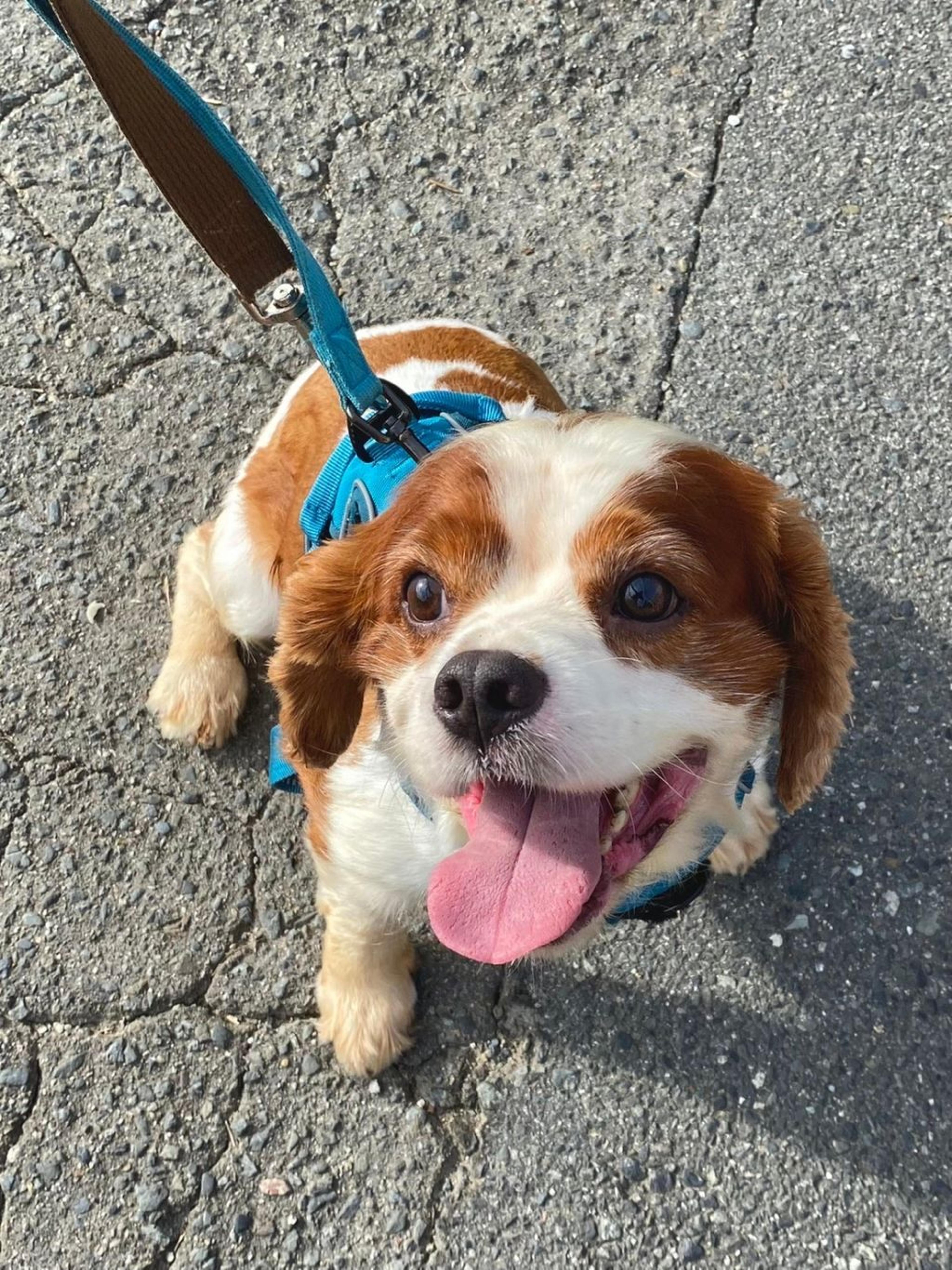 pet-image-2