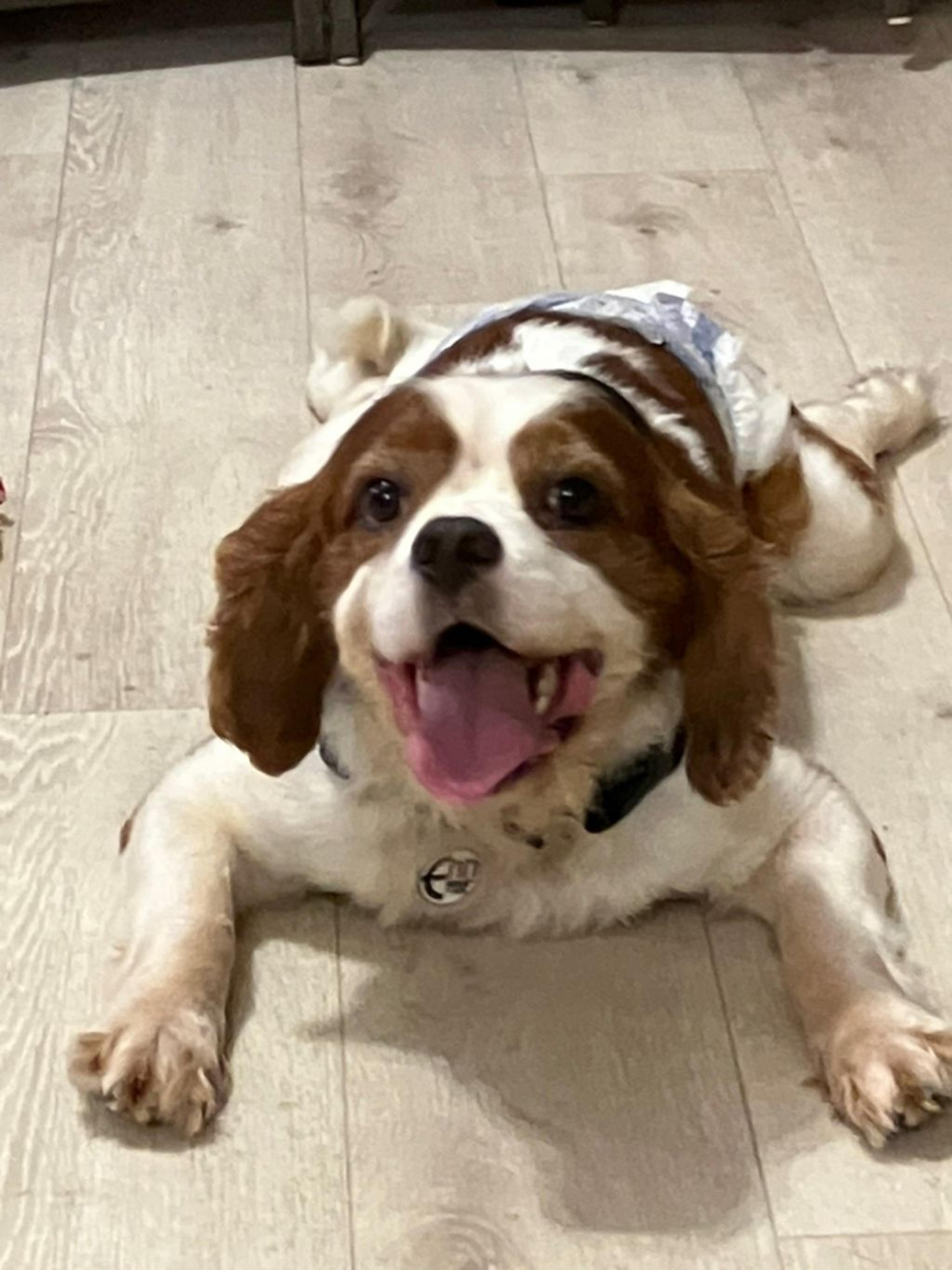 pet-image-4