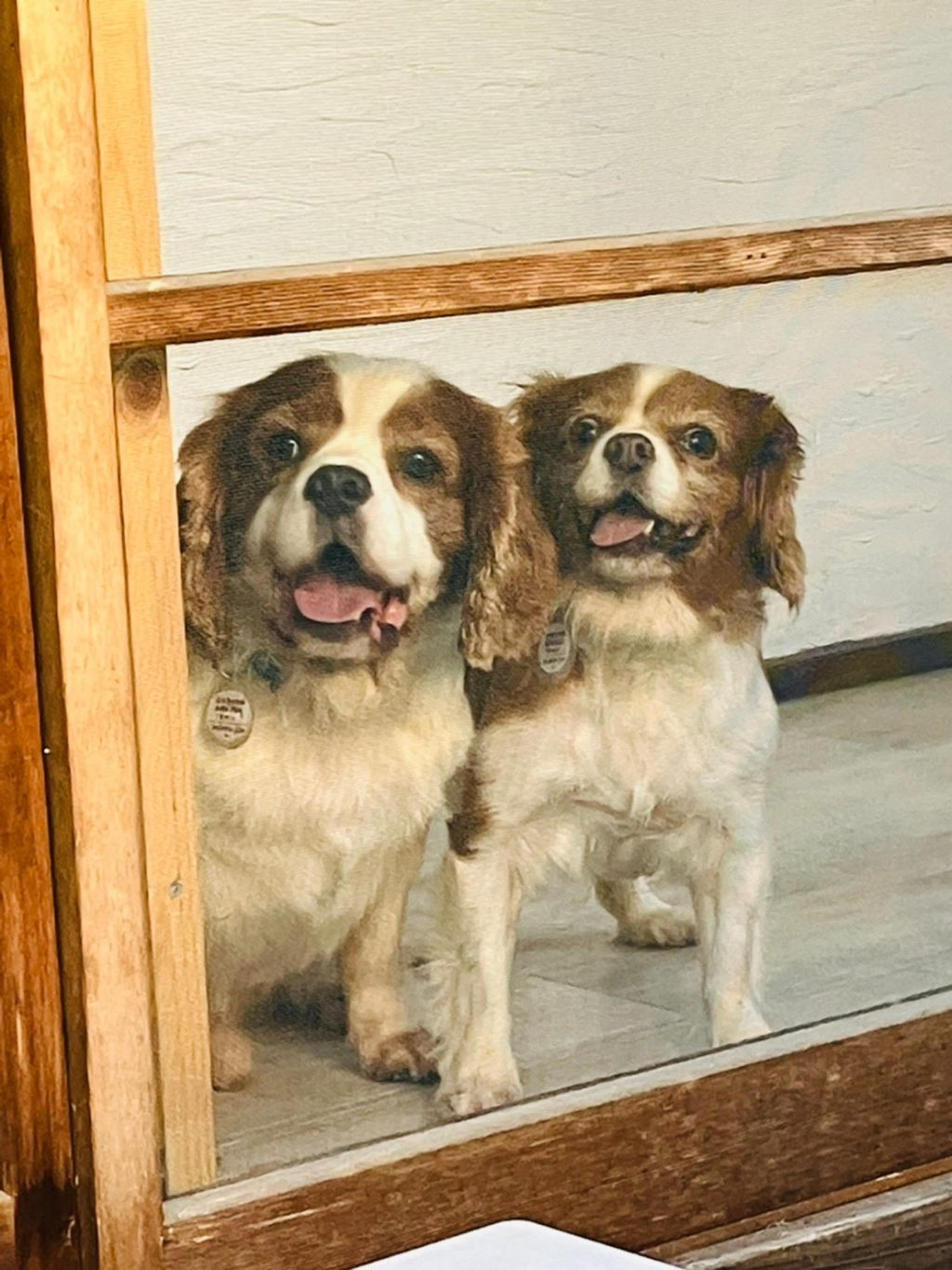 pet-image-6