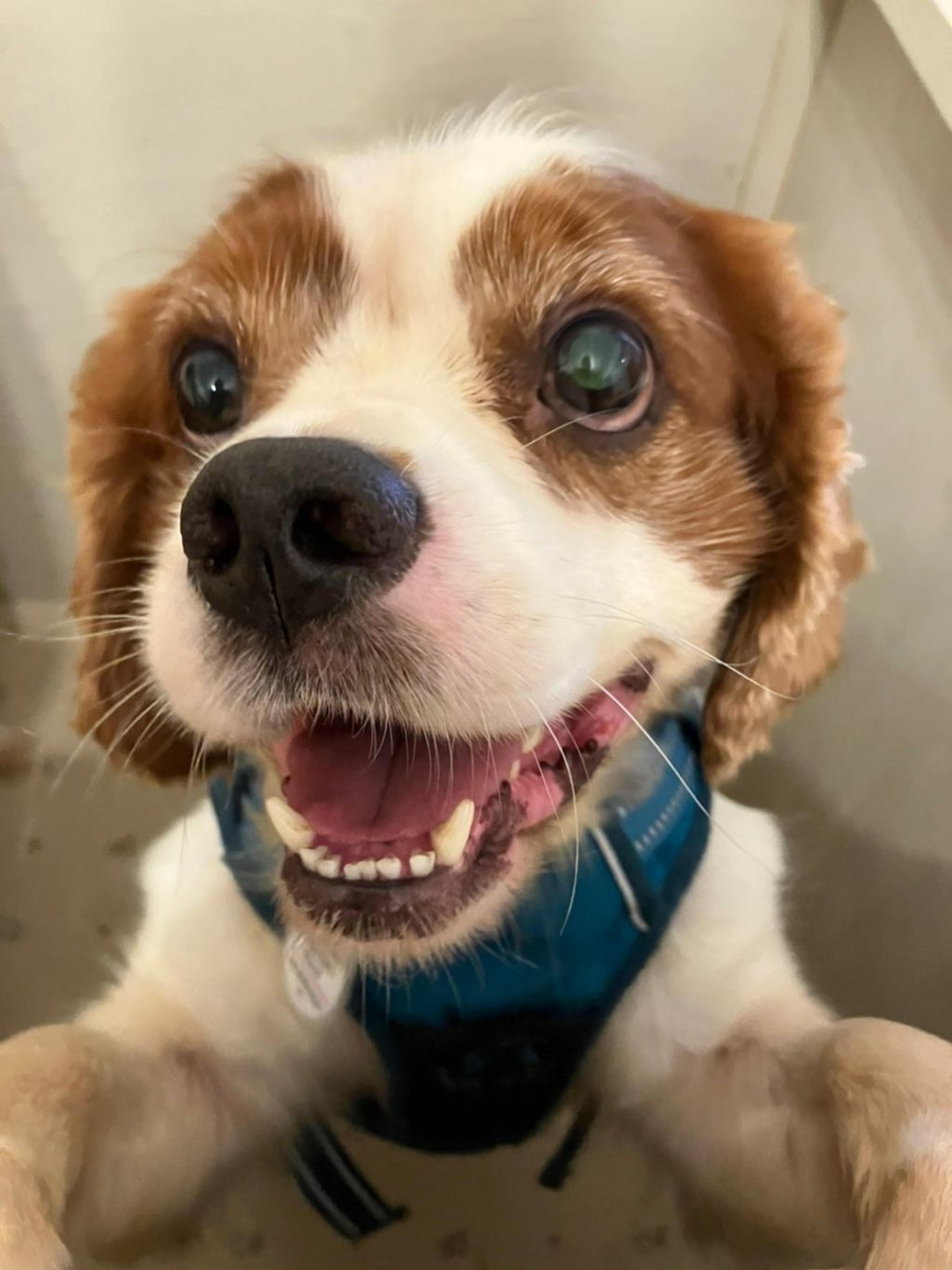 pet-image-9