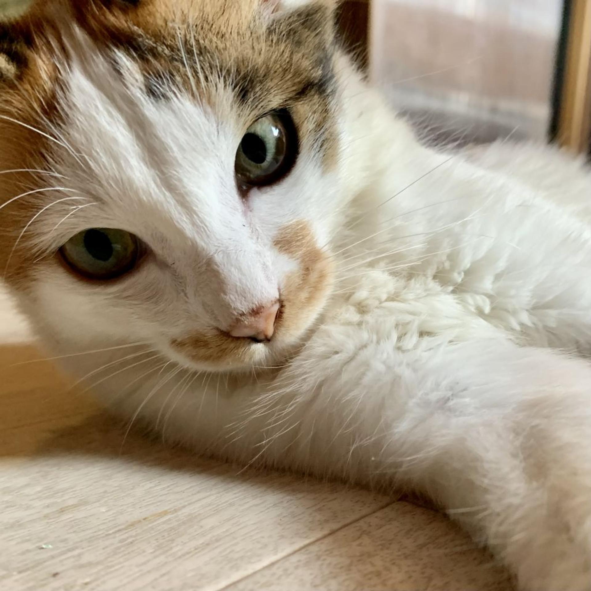 pet-image-3