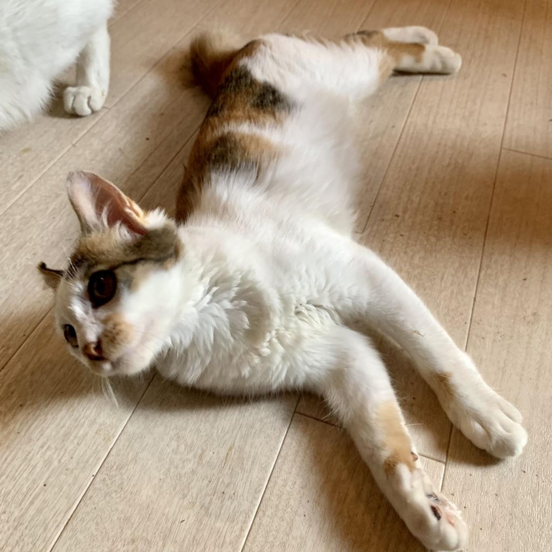 pet-image-4