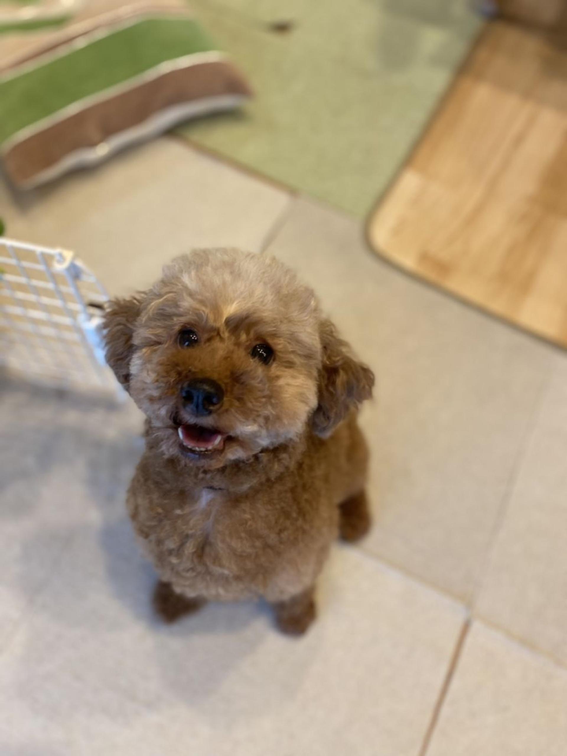 pet-image-2