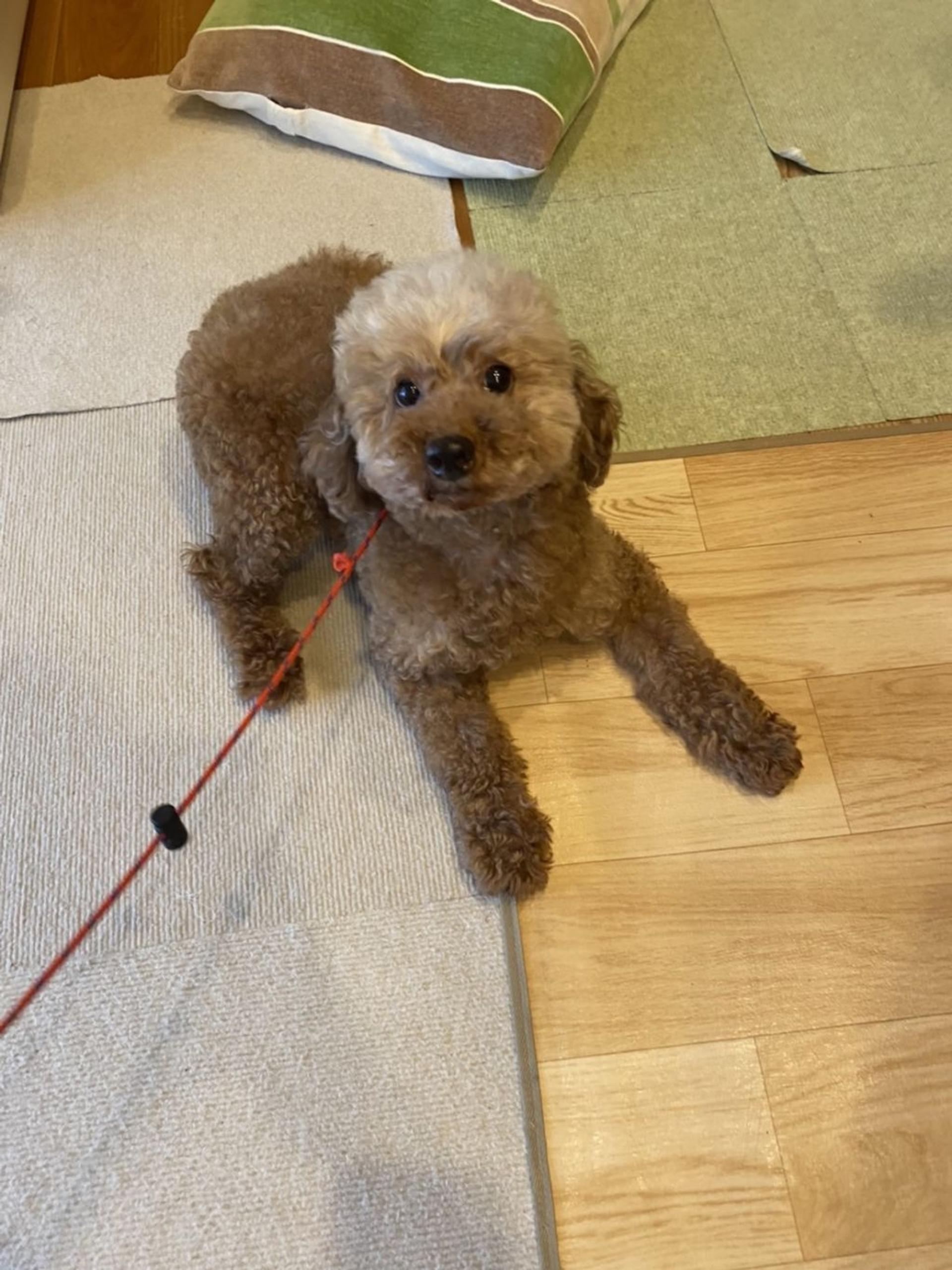 pet-image-3