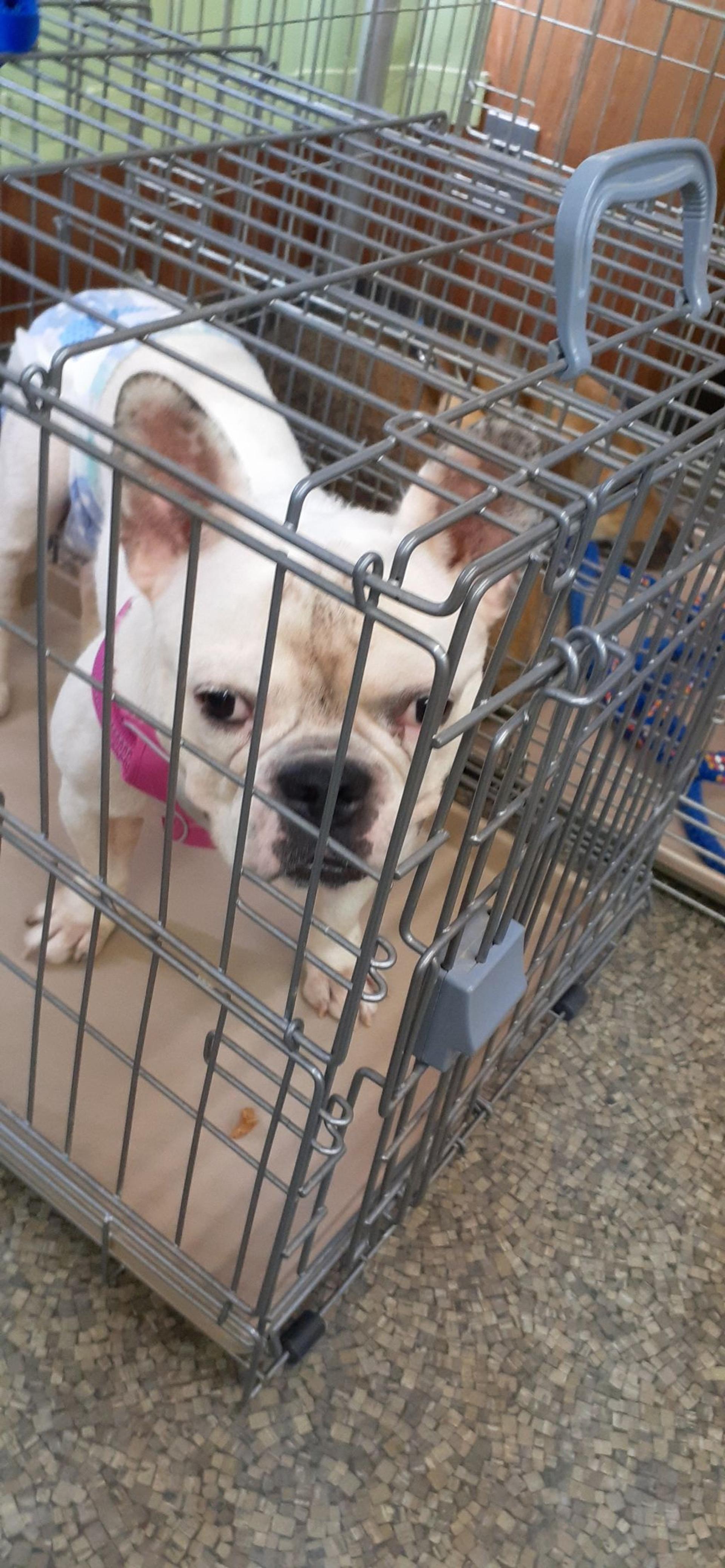 pet-image-3