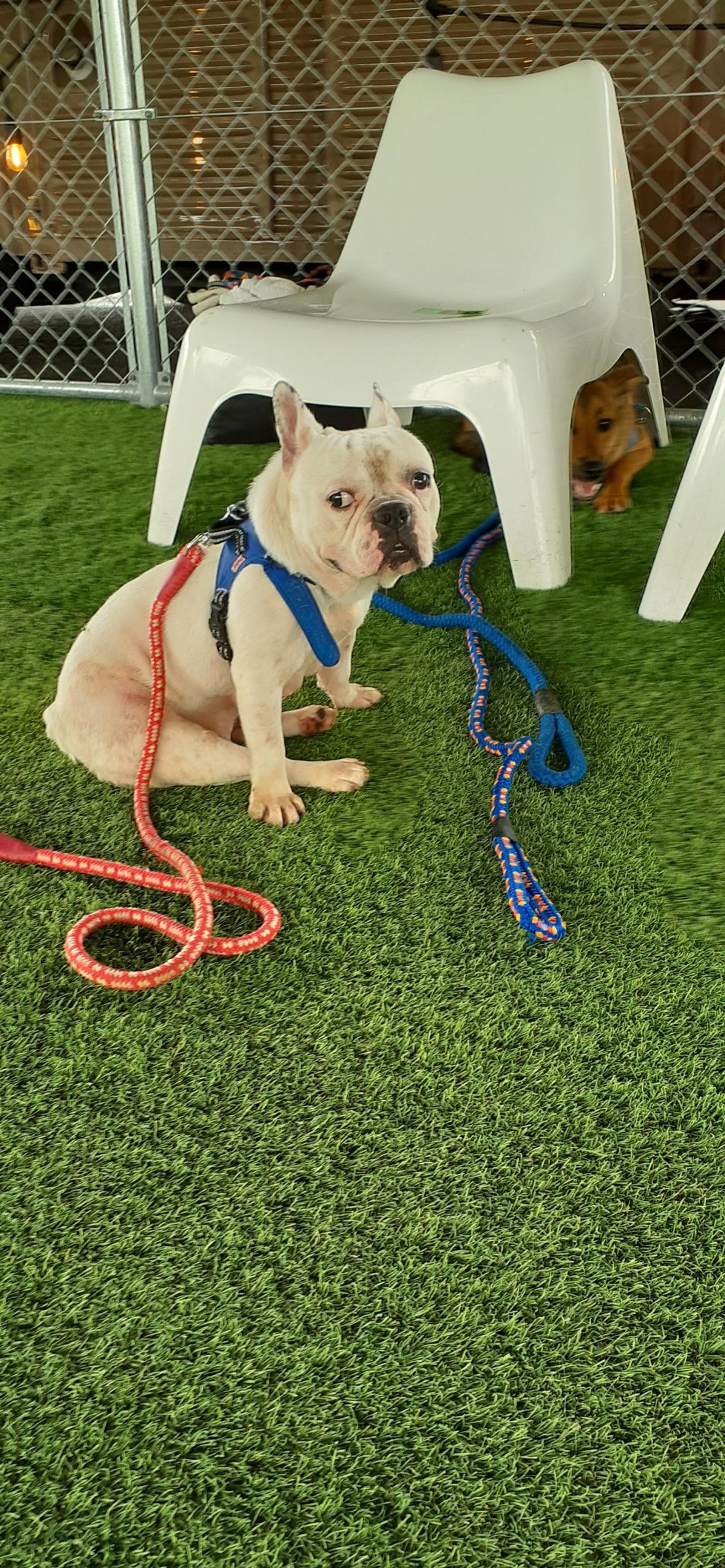 pet-image-4